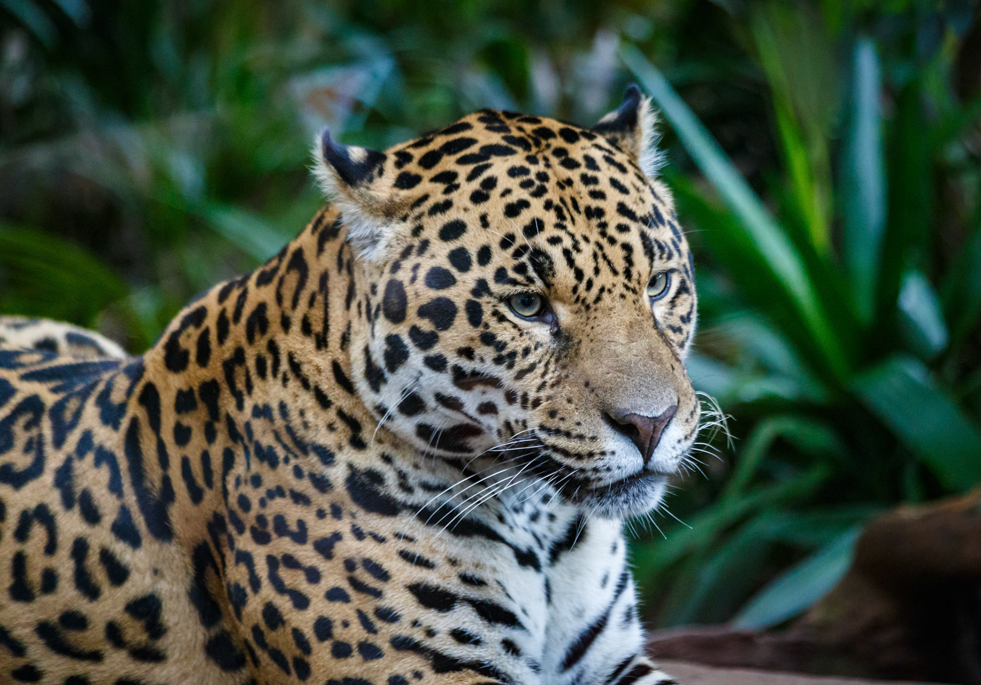 Jaguar at the Chester Zoo, England