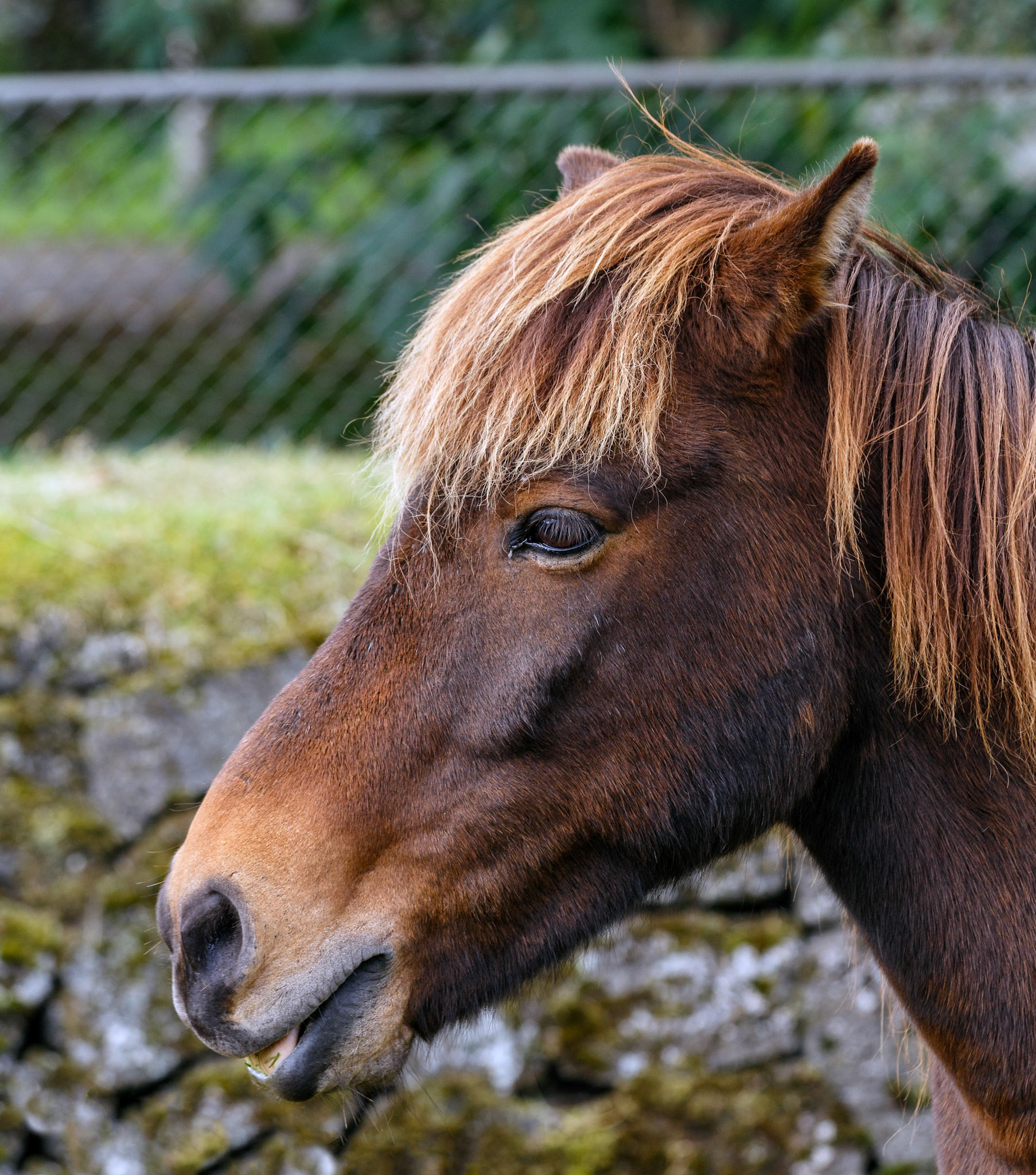 Horse at the Reykjavik Zoo, Iceland