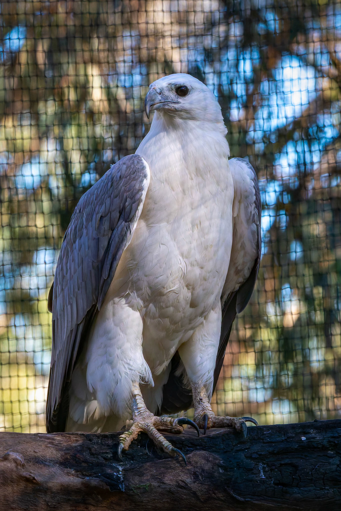White-Breasted Sea Eagle at the Gorge Wildlife Park, South Australia, Australia