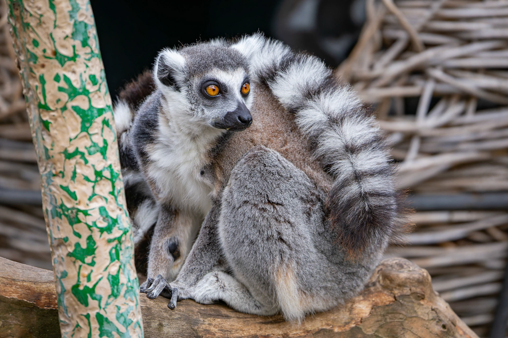 Ring-Tailed Lemur at the Melbourne Zoo in Melbourne, Australia