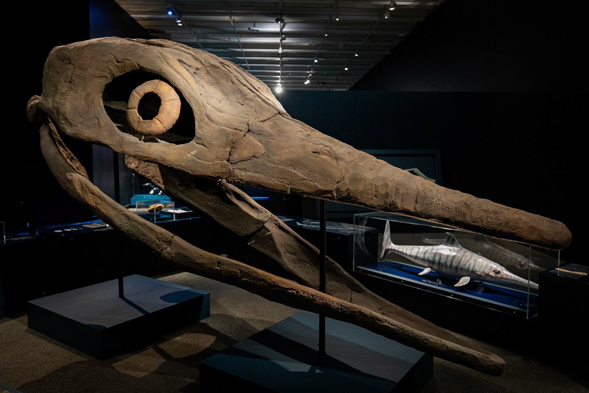 The 'Ichthyosaurs' at the Sea Monsters exhibit at the Queensland Museum, Australia