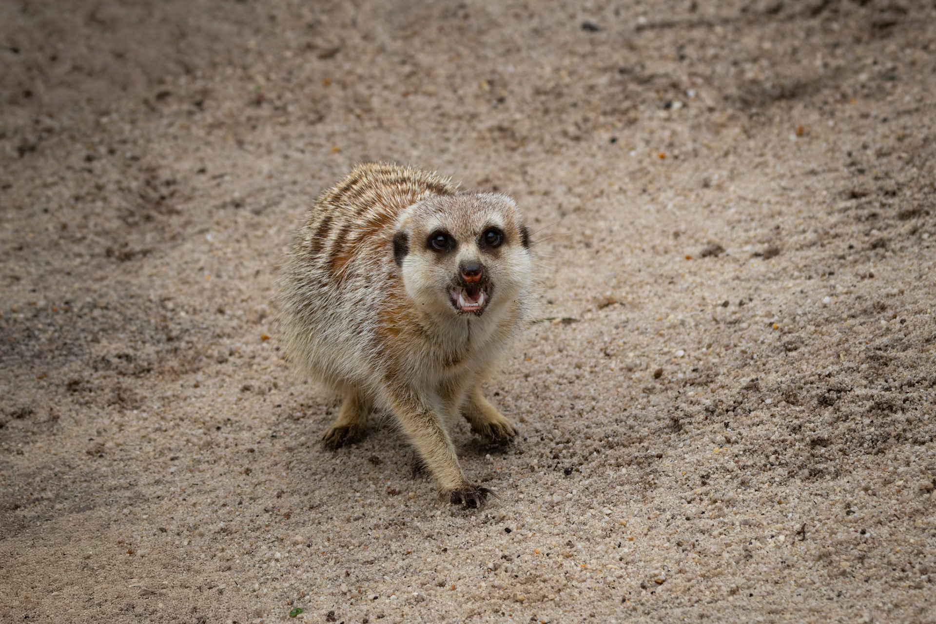 Meerkat at the Tasmanian Zoo outside of Launceston in Tasmania, Australia