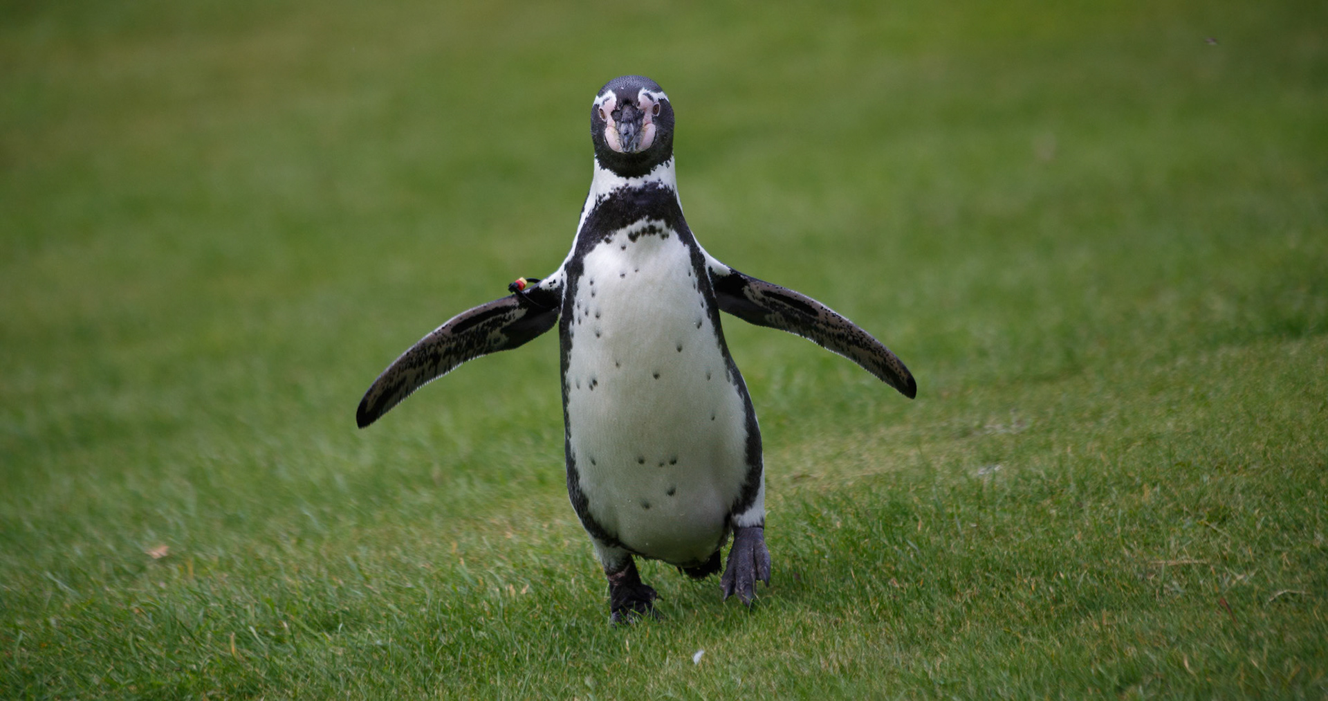 Humboldt Penguin at the Welsh Mountain Zoo, Wales