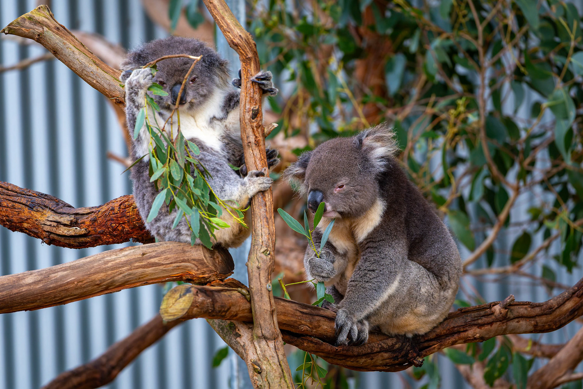 Koala at the Kangaroo Island Wildlife Park on Kangaroo Island, Australia
