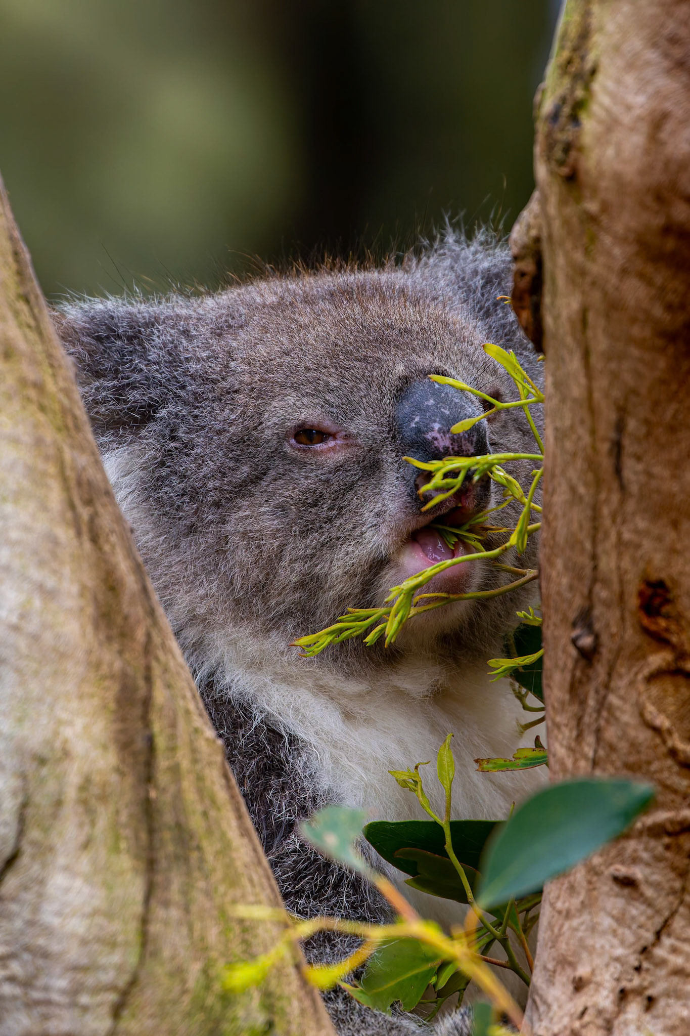 Koala at the Kangaroo Island Wildlife Park on Kangaroo Island, Australia