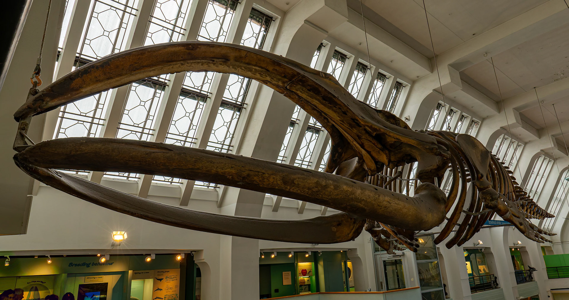 Animal Kingdom at the Natural History Museum in London, England