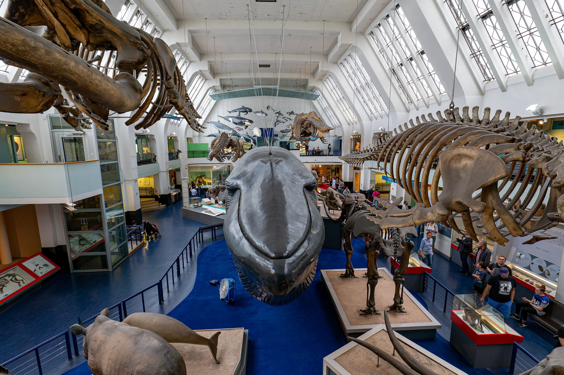 Animal Kingdom at the Natural History Museum in London, England