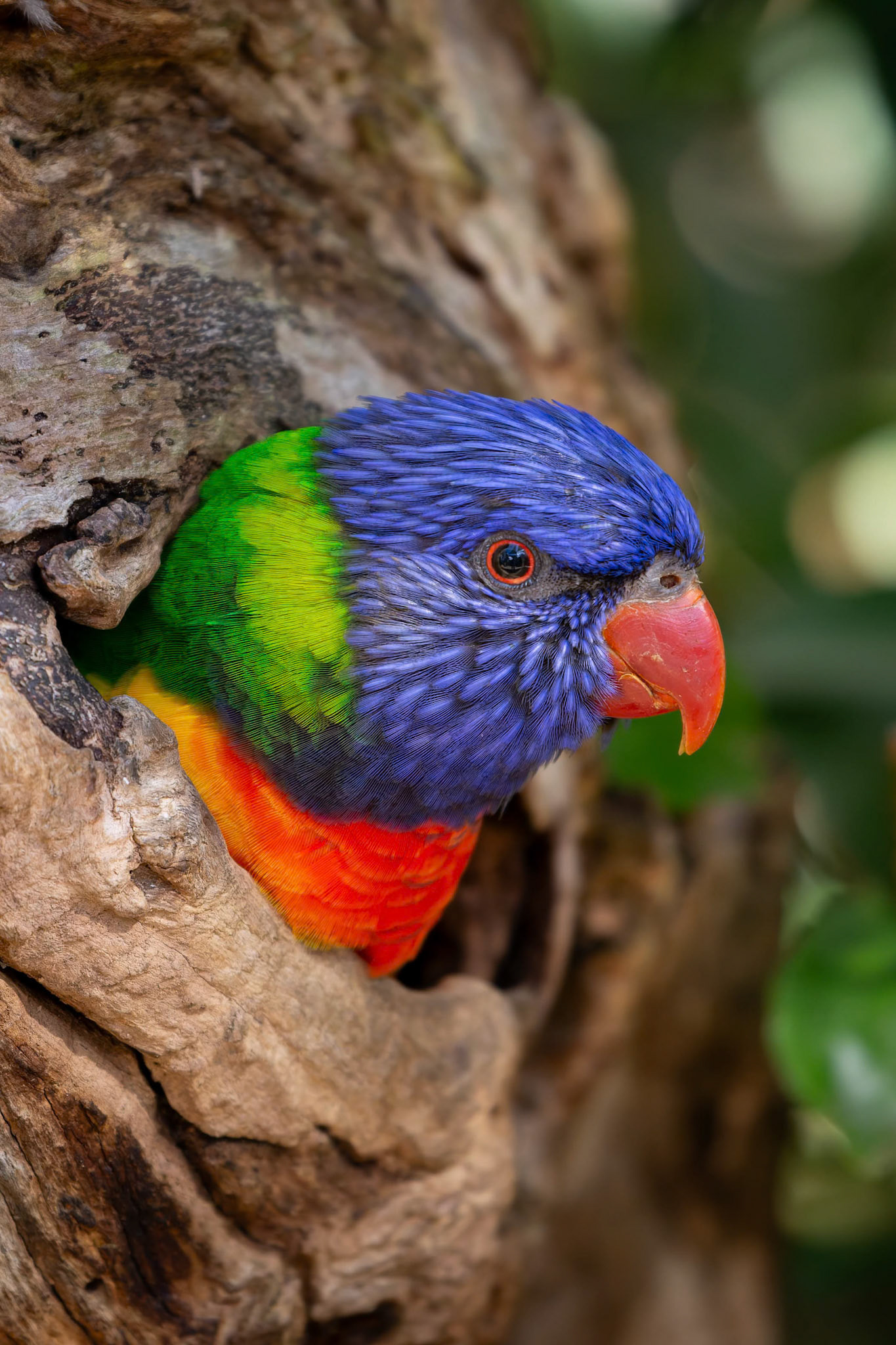 Rainbow Lorikeet at Healesville Sanctuary in Healesville, Australia