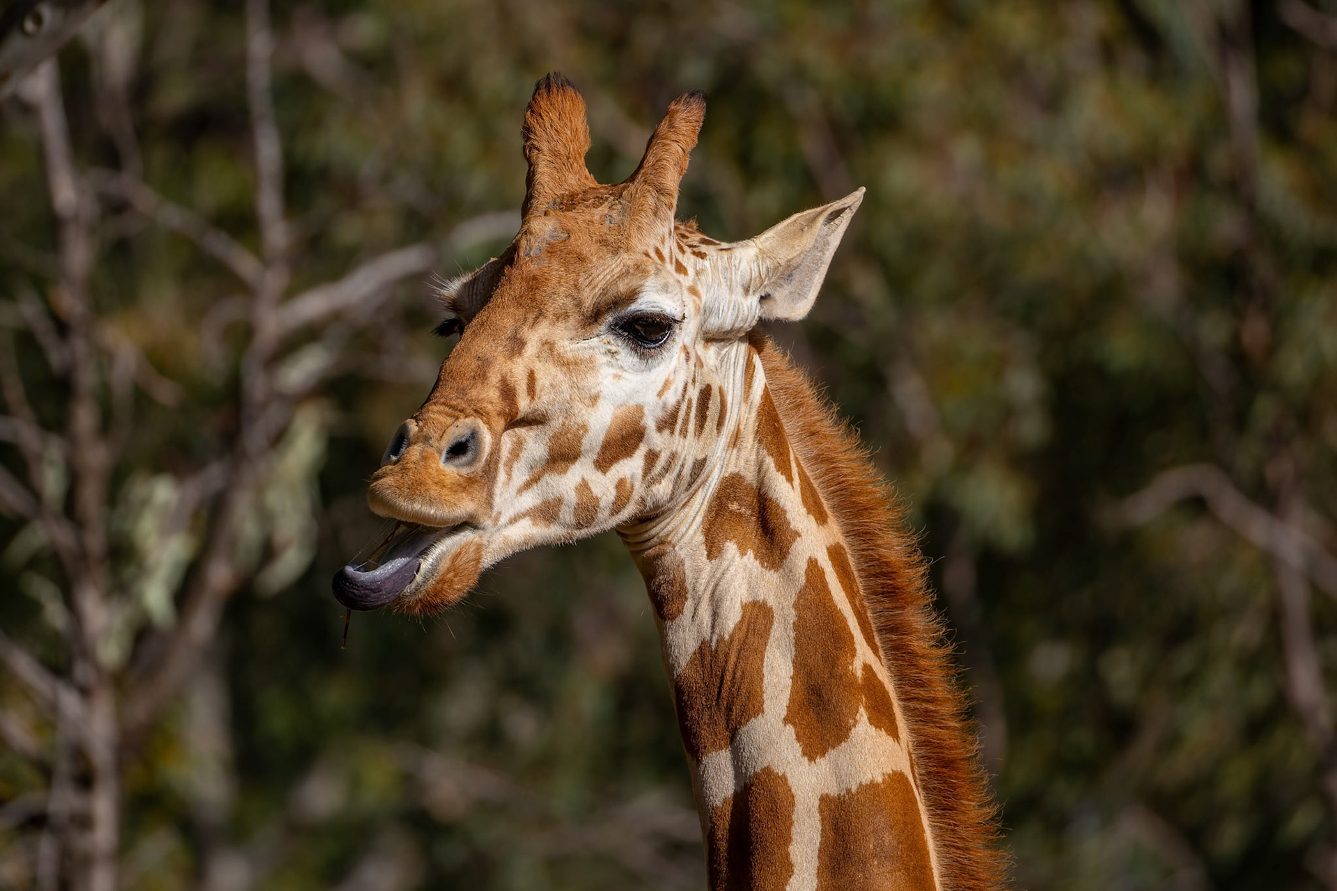 Giraffe at Dubbo Zoo in Dubbo, Australia
