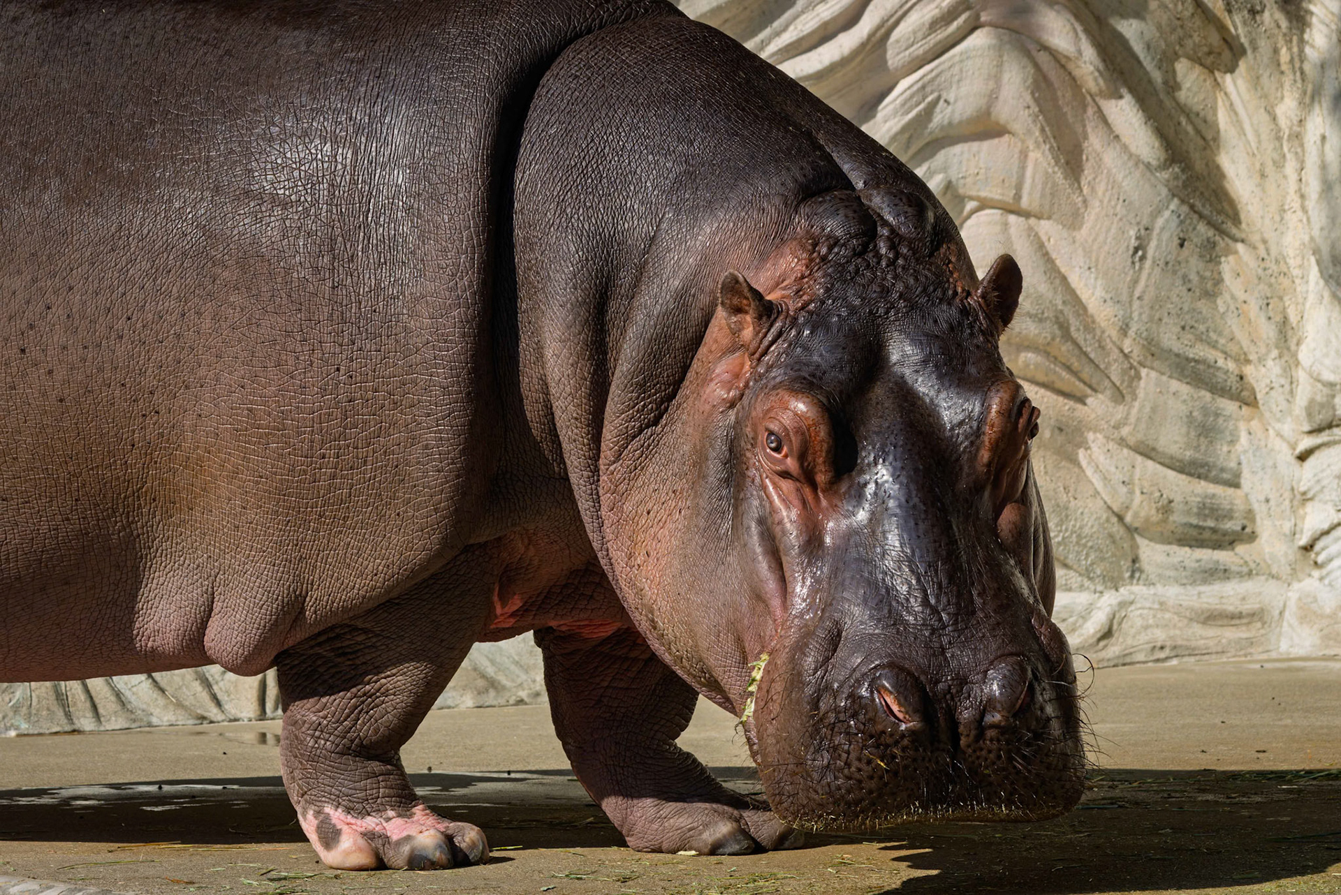 Hippopotamus at Ueno Zoological Gardens in Tokyo, Japan