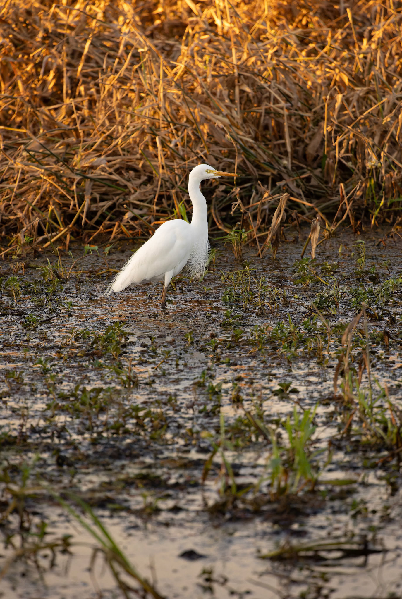 Intermediate Egret at Fogg Dam Conservation Reserve in Northern Territory, Australia