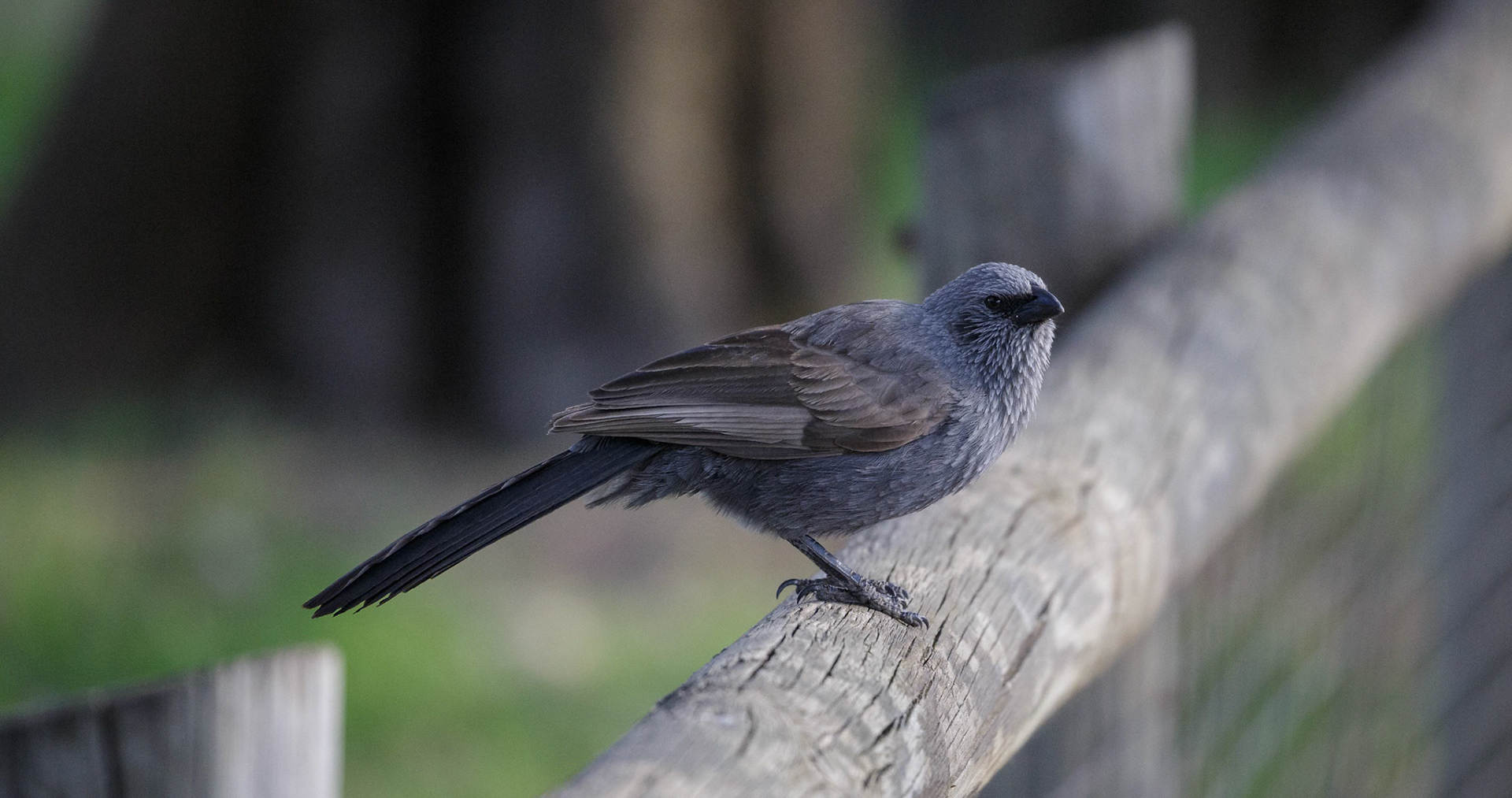 Apostlebird at Dubbo Zoo in Dubbo, Australia