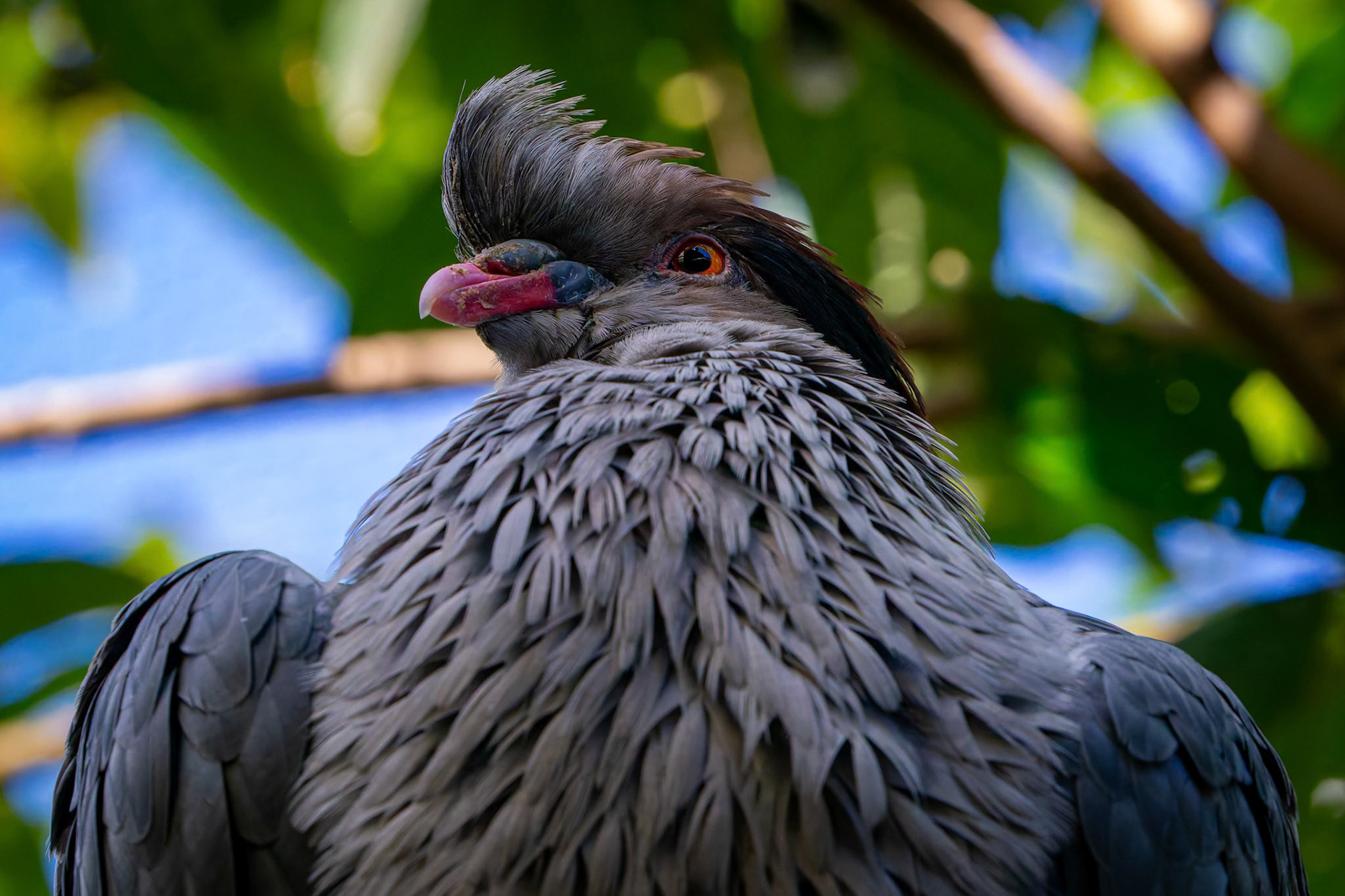 Topknot Pigeon at the Gorge Wildlife Park, South Australia, Australia