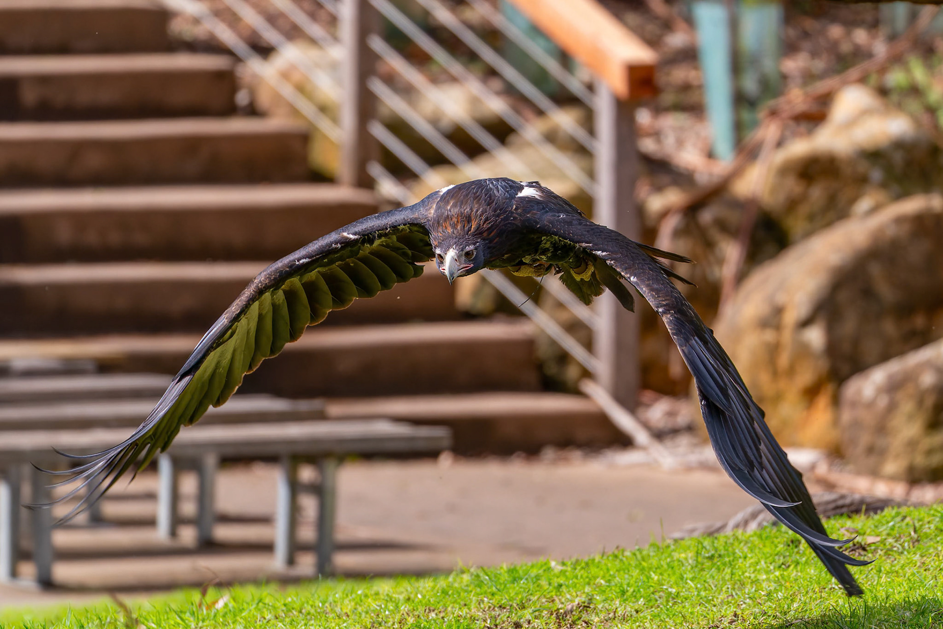 Wedge-Tailed Eagle during the Spirits of the Sky at Healesville Sanctuary in Healesville, Australia
