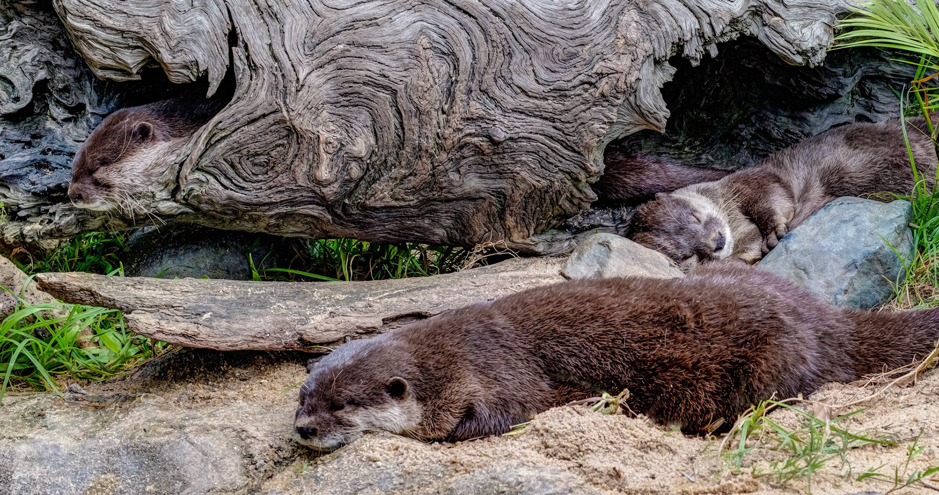 Sleeping Otters at Underwater World in Mooloolaba, Australia
