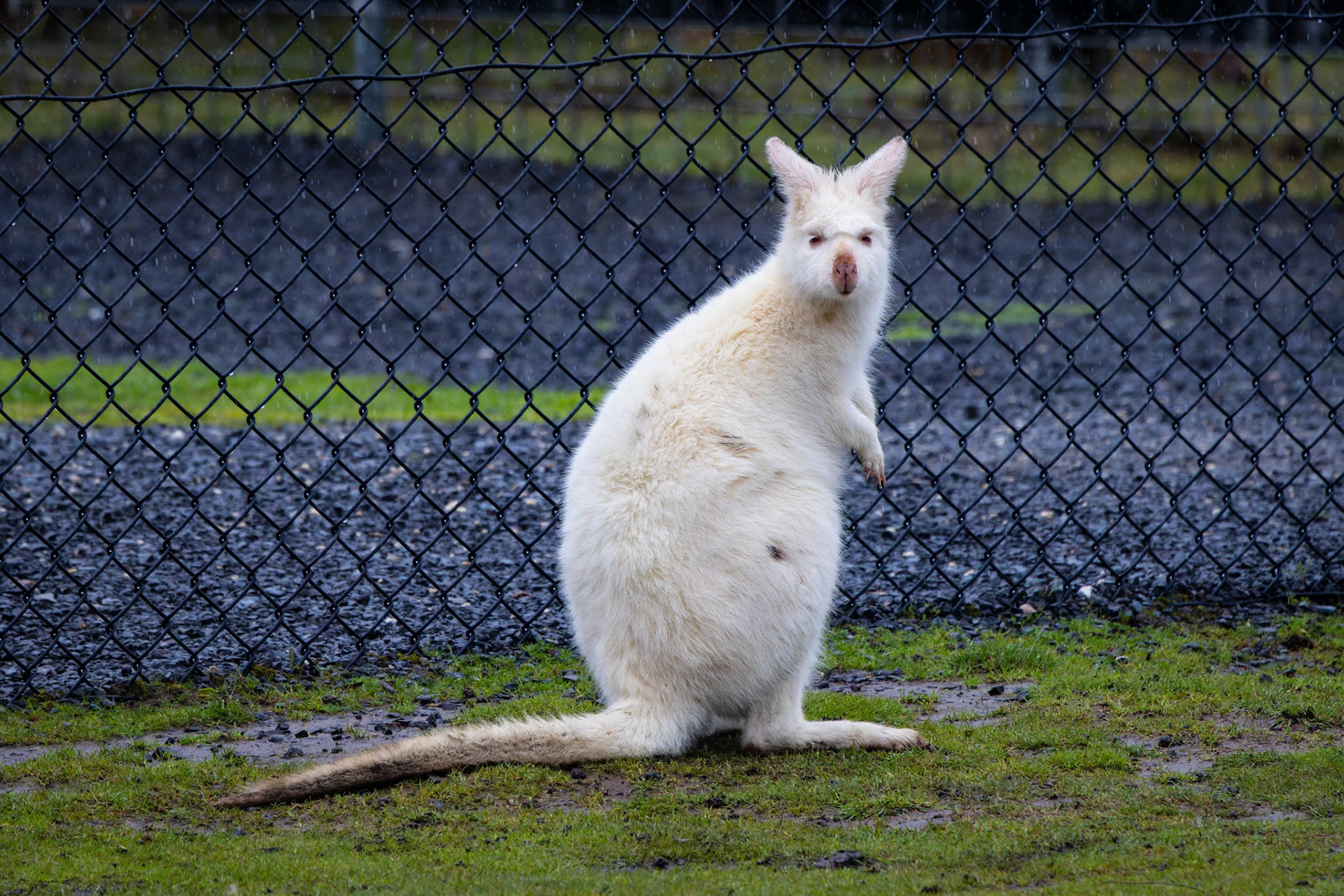 Bruny Island Albino Wallaby at the Tasmanian Zoo outside of Launceston in Tasmania, Australia