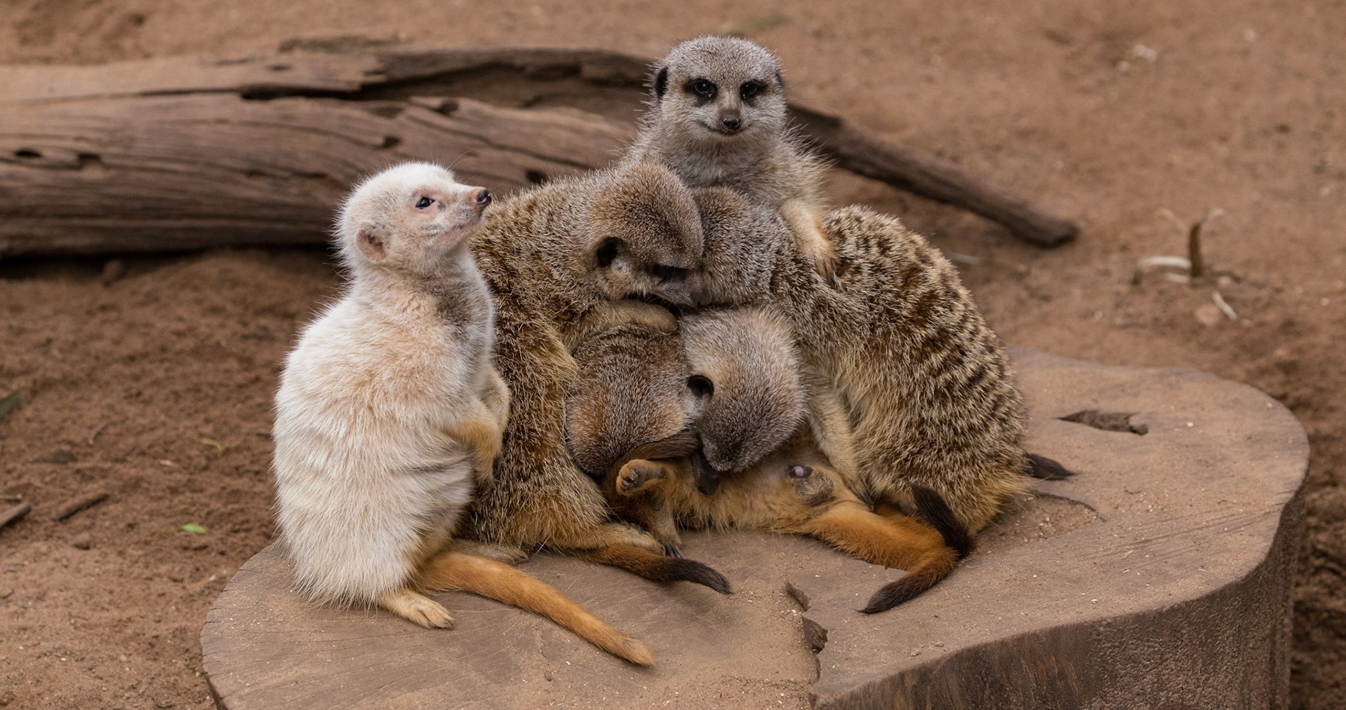 Meerkats at the Adelaide Zoo, South Australia, Australia