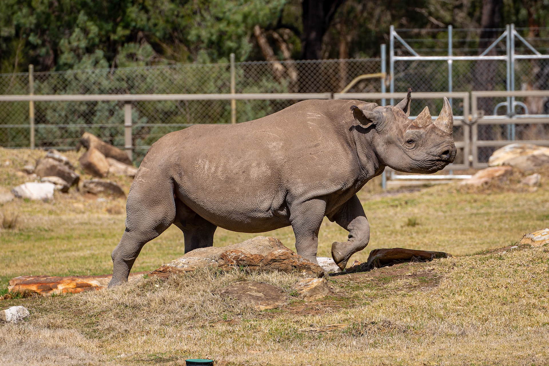 Black Rhinocero at Dubbo Zoo in Dubbo, Australia