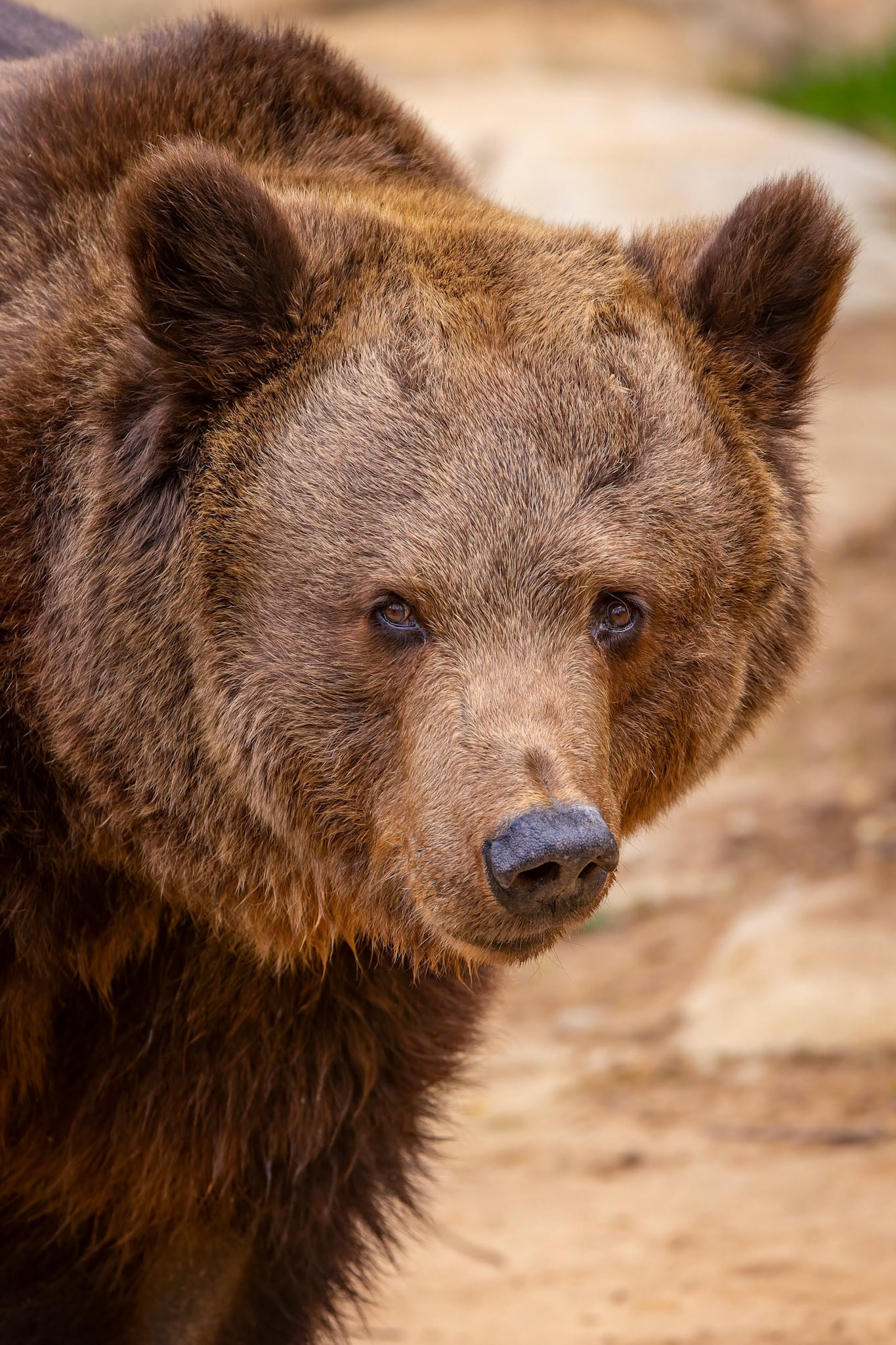 European Brown Bear at National Zoo &amp; Aquarium in Canberra, Australia
