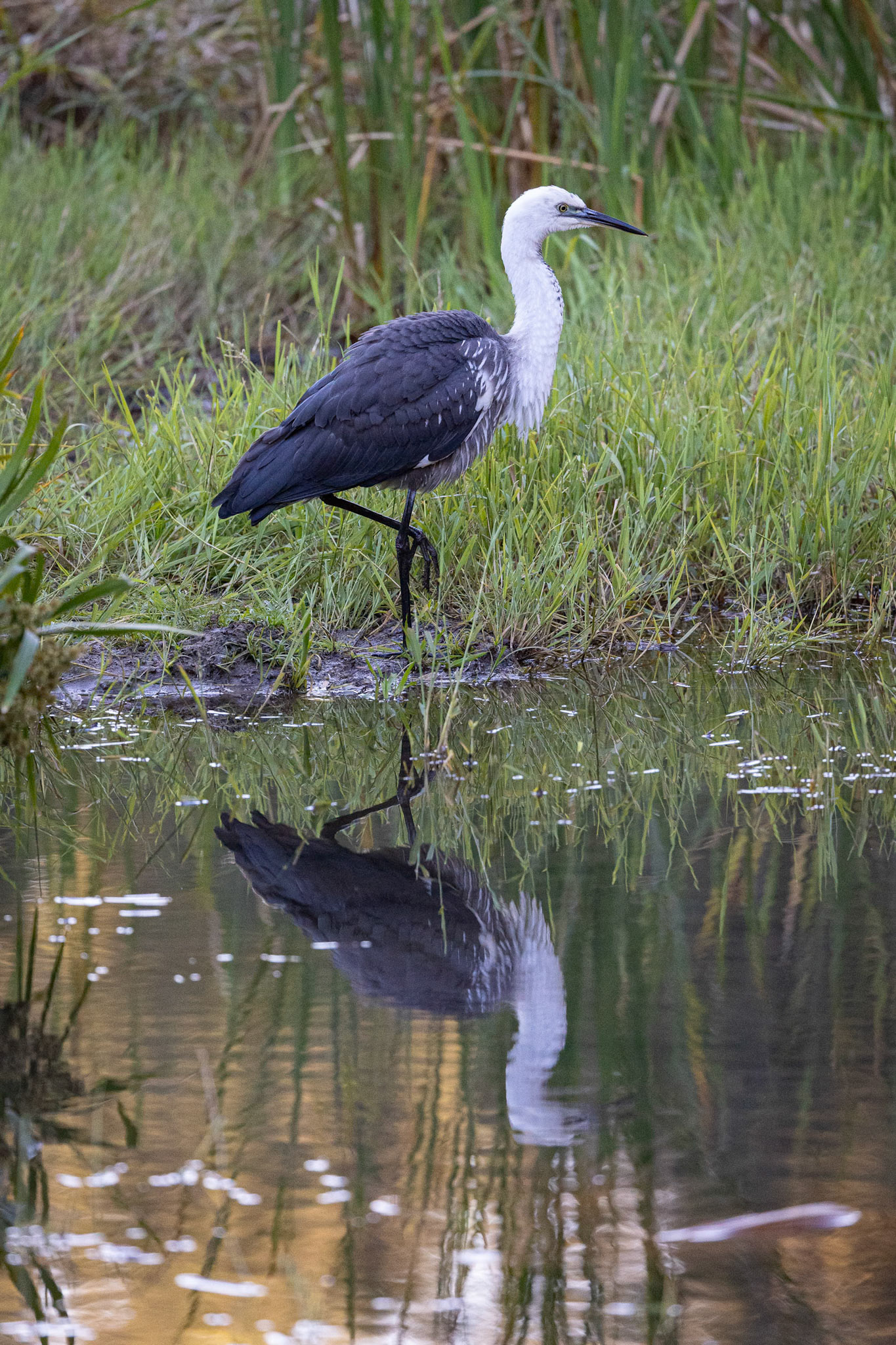 White Necked Heron at the Takarakka Bush Resort's Beach location in Carnarvon Gorge National Park, Australia