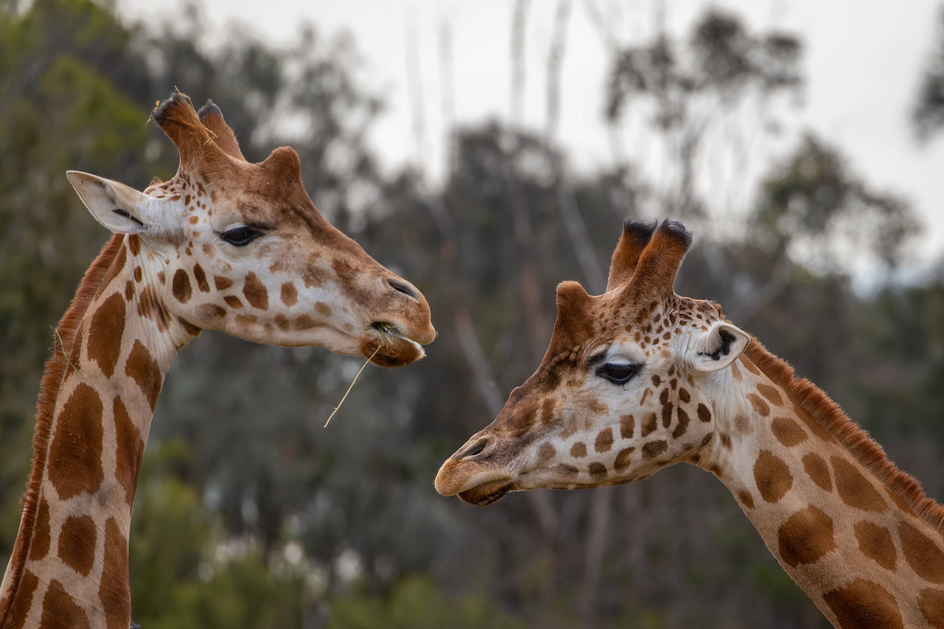 Giraffes at Werribee Open Range Zoo in Werribee South in Victoria, Australia