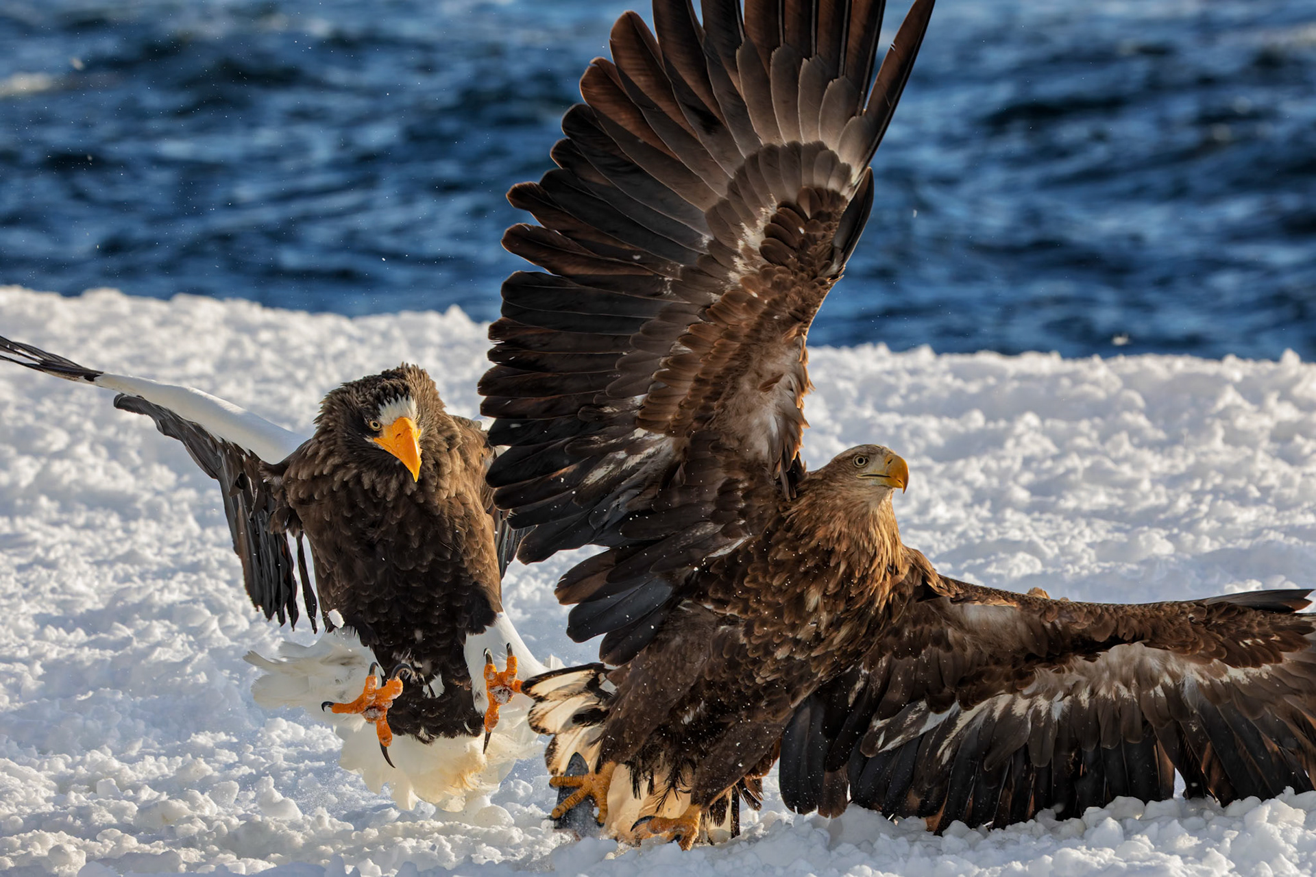 Stella and a White Tailed Eagles fighting over fish at Rausu Fishing Port on the Island of Hokkaido, Japan