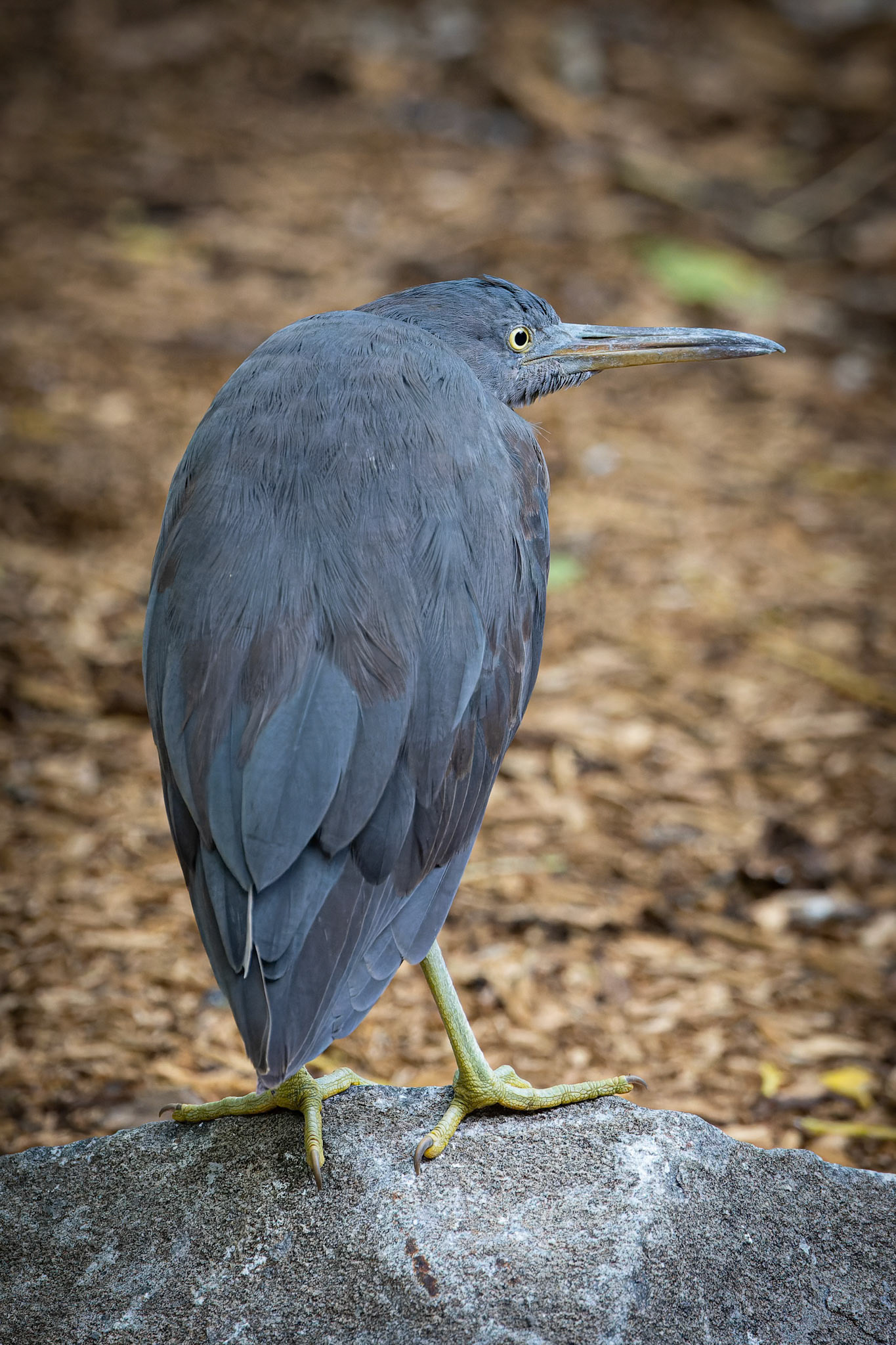 A Pacific Reef Heron on Heron Island, Australia