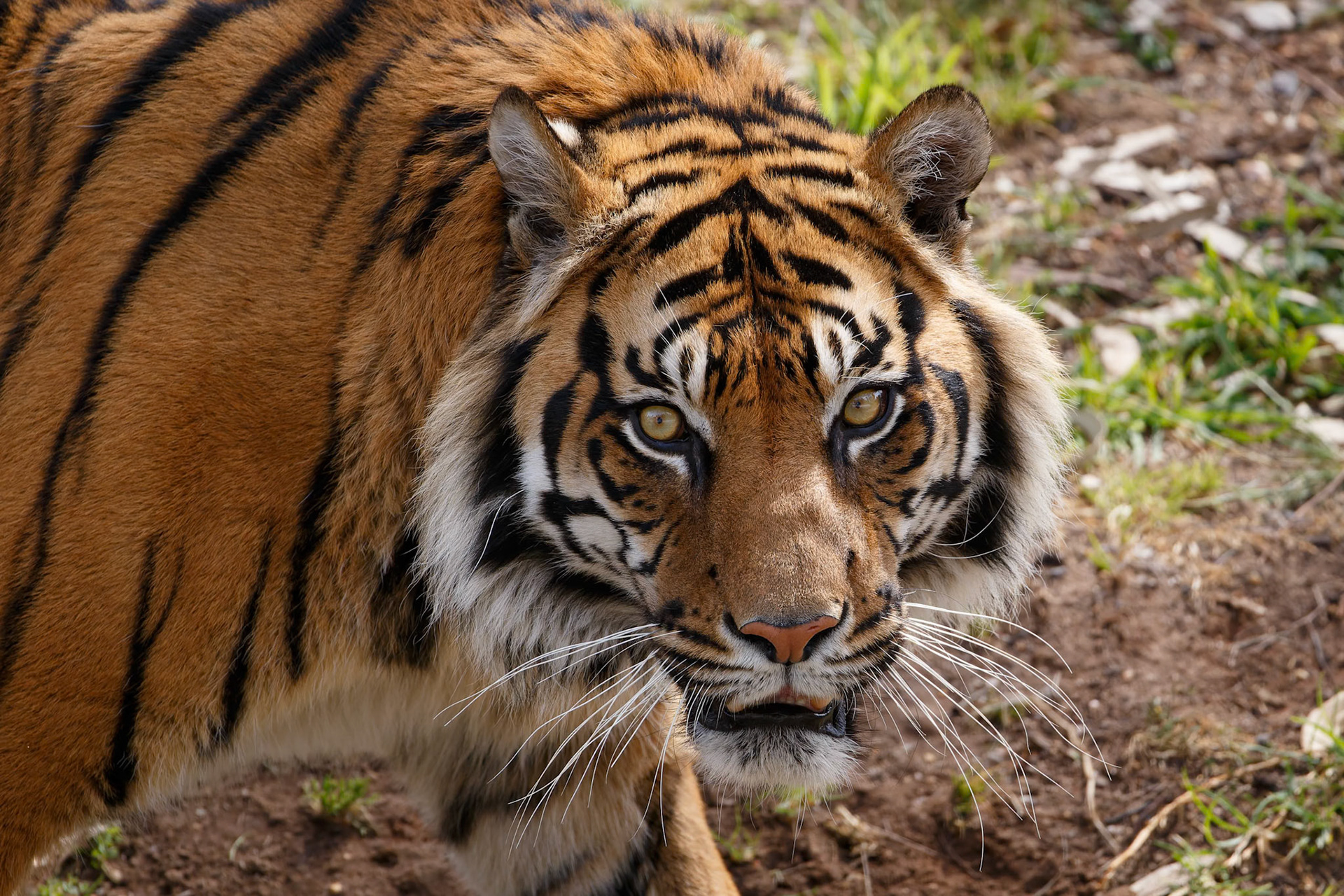 Sumatran Tiger at Dubbo Zoo in Dubbo, Australia