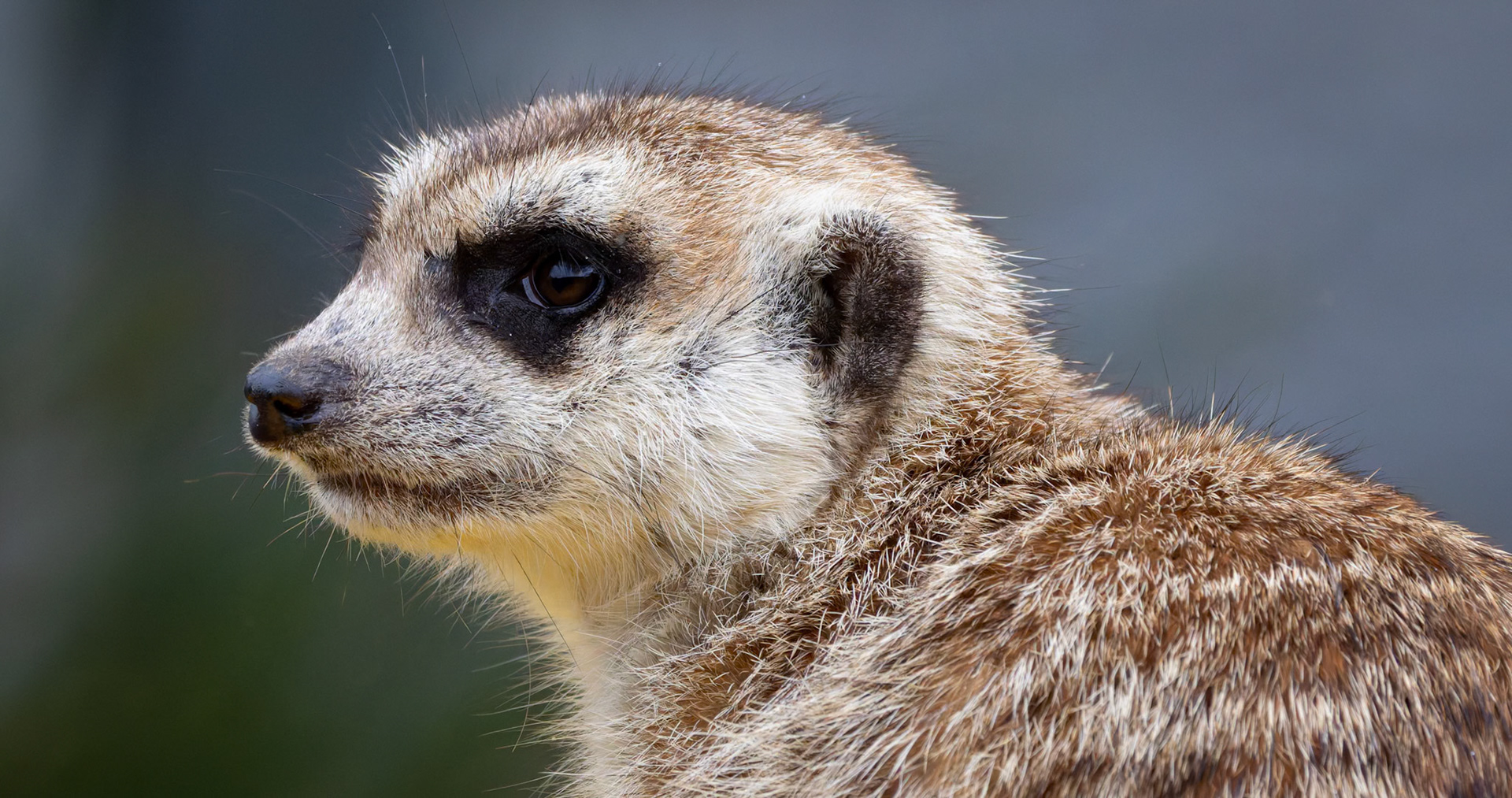 Meerkat at the Tasmanian Zoo outside of Launceston in Tasmania, Australia