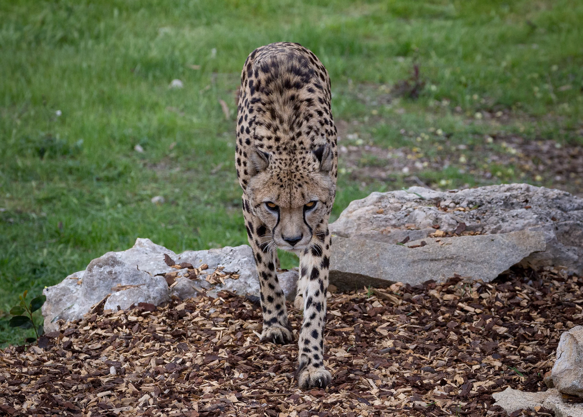 Cheetah at the Monarto Zoo, South Australia, Australia