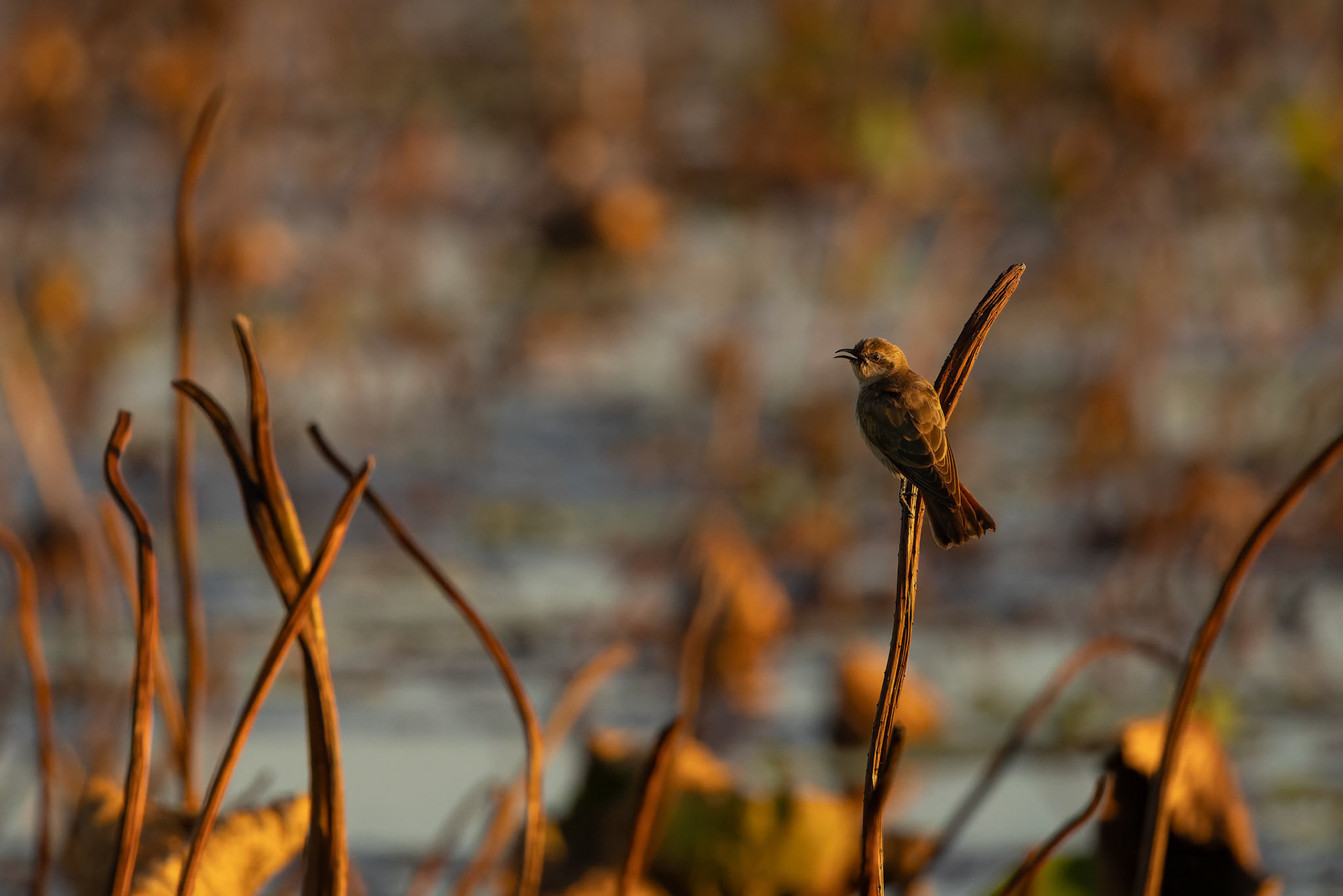 Black Eared Cuckoo at Fogg Dam Conservation Reserve in Northern Territory, Australia