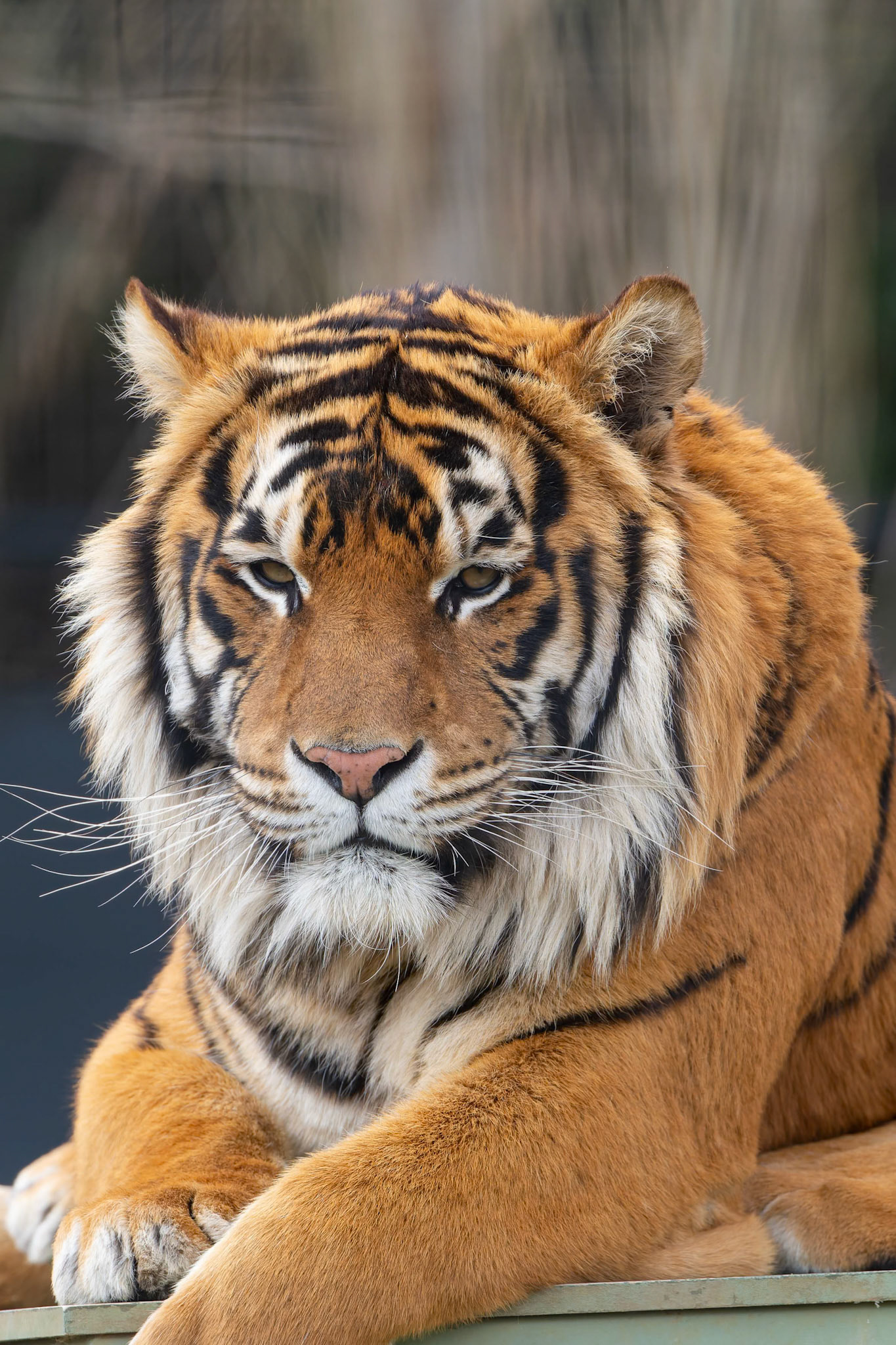 Bengal Tiger at National Zoo &amp; Aquarium in Canberra, Australia