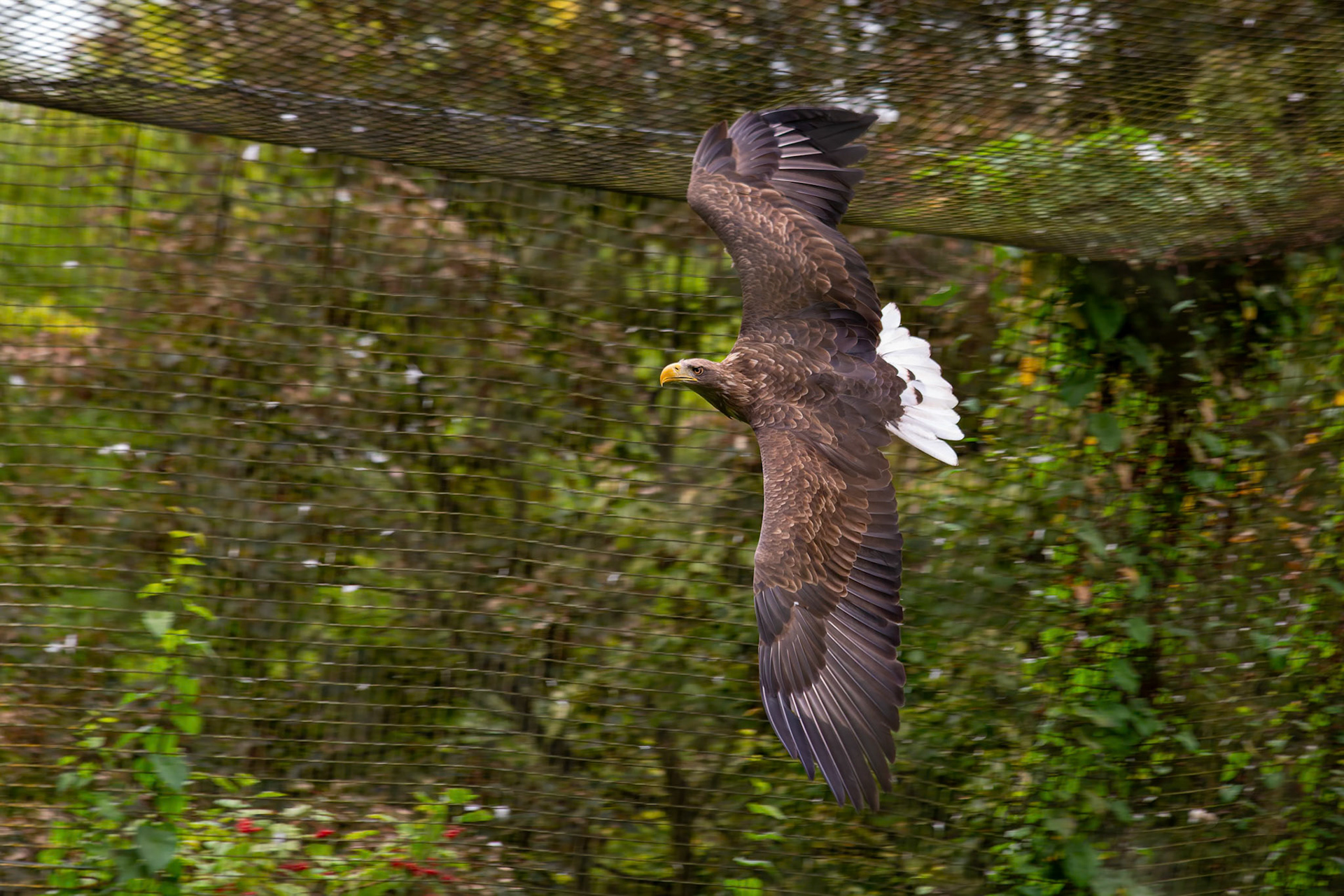 White Tailed Sea Eagle at the Welsh Mountain Zoo, Wales