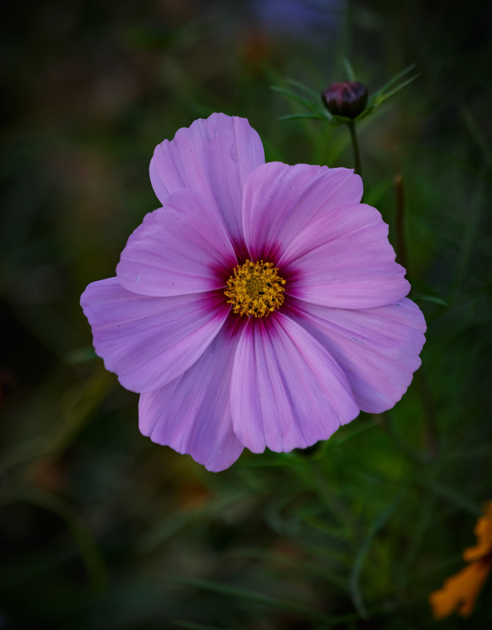 Flower at the Chester Zoo, England