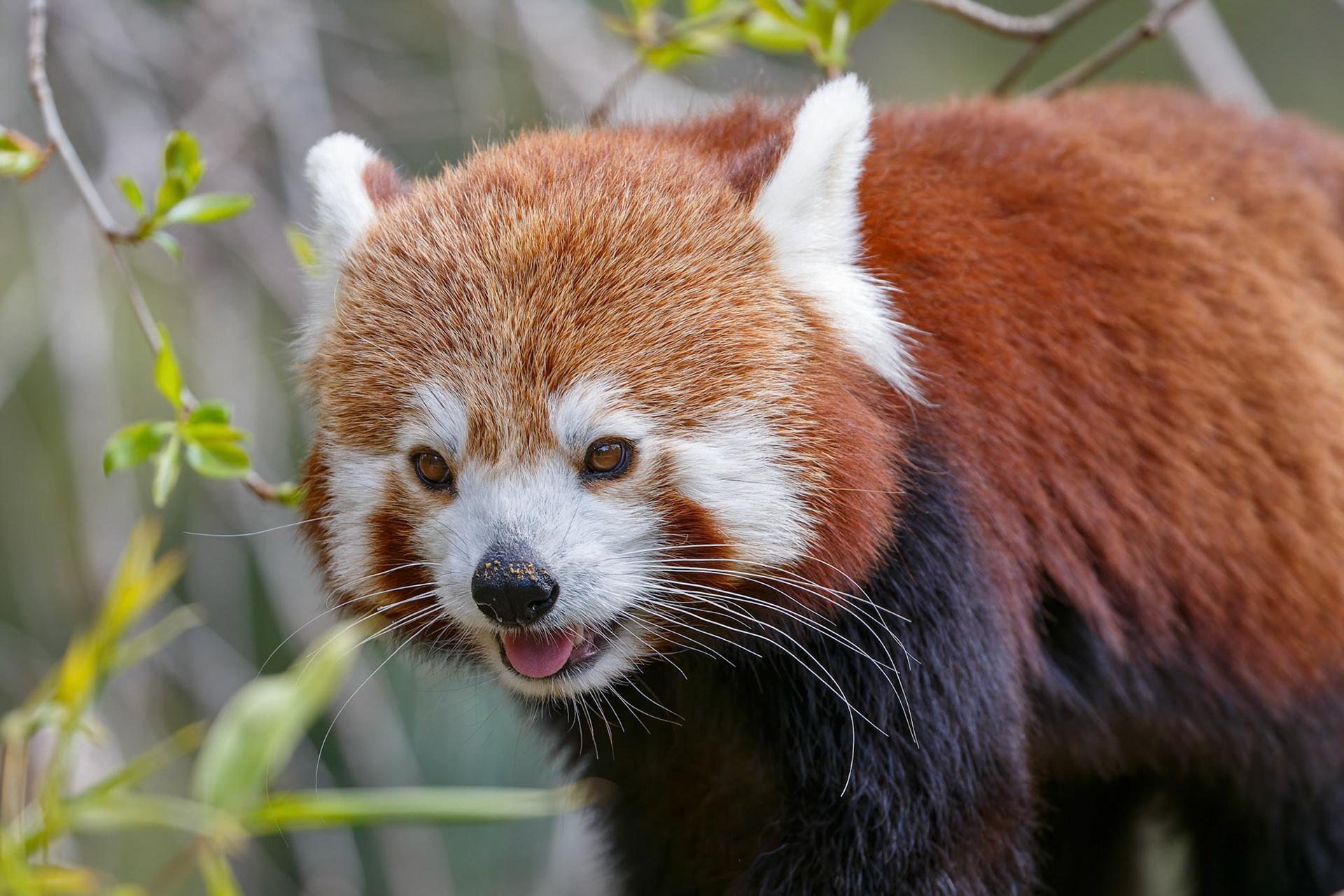 Red Panda at National Zoo &amp; Aquarium in Canberra, Australia