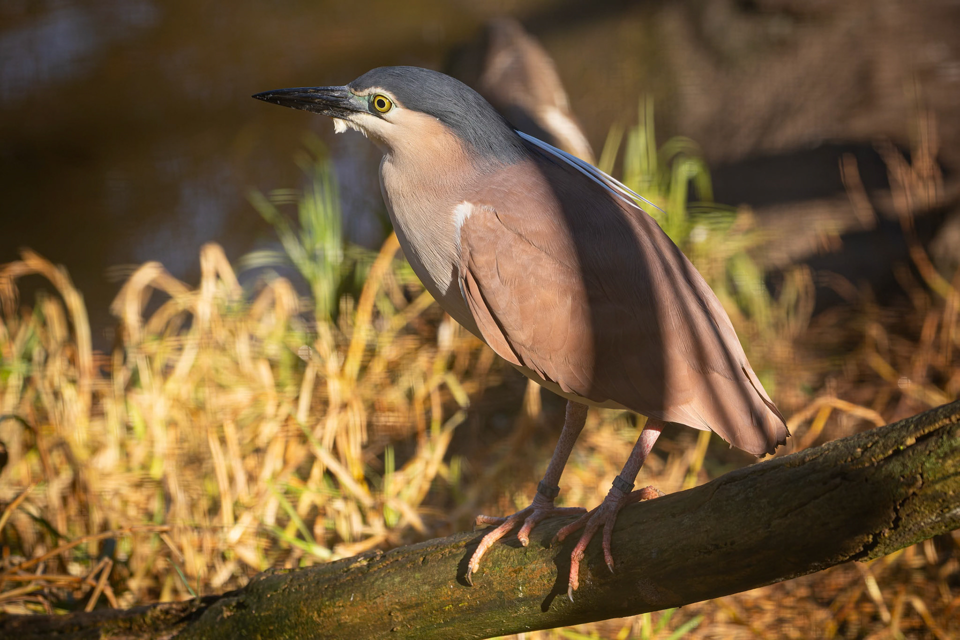 Nankeen Night Heron at the Gorge Wildlife Park, South Australia, Australia