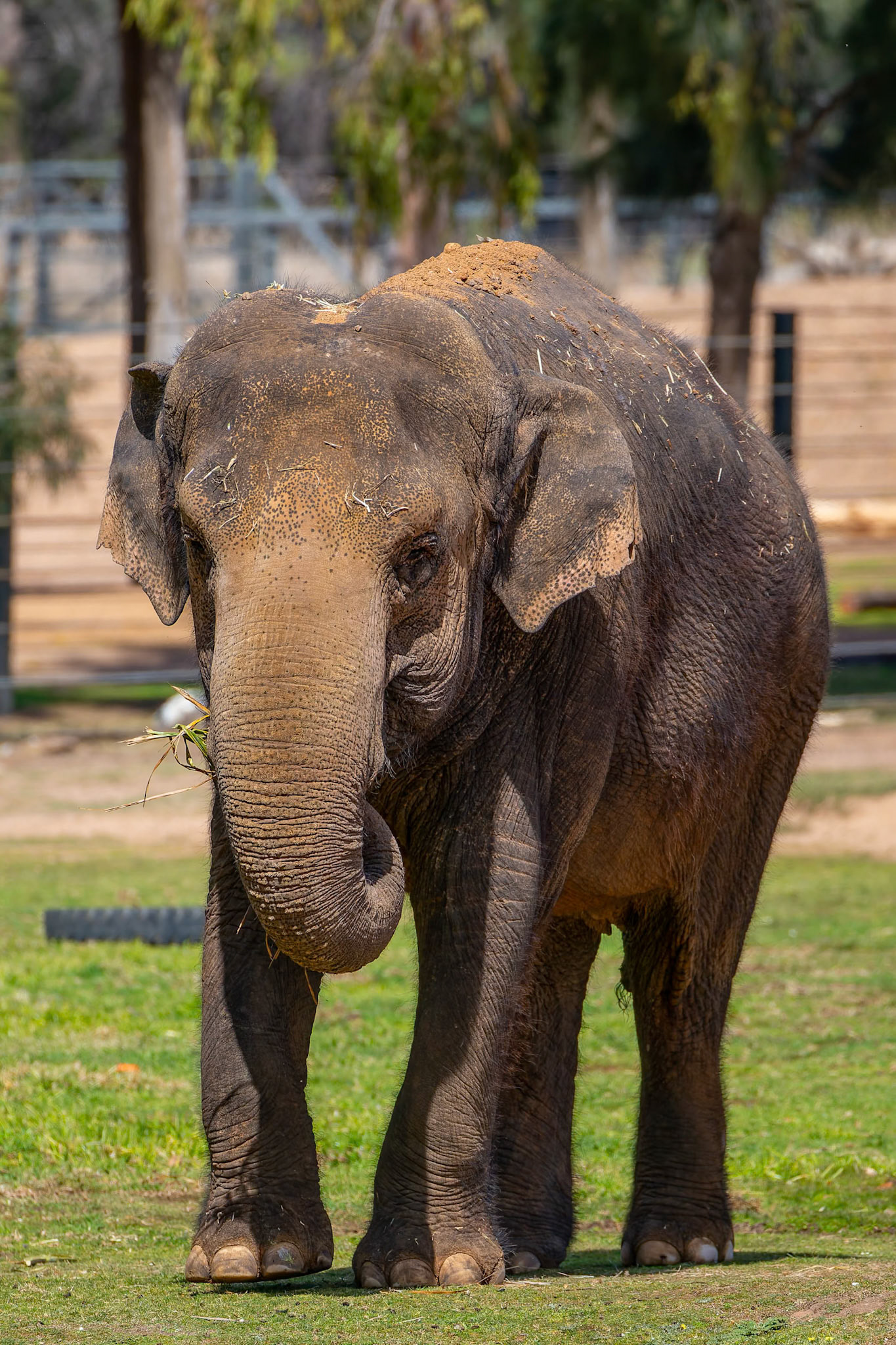 Asian Elephant at Dubbo Zoo in Dubbo, Australia