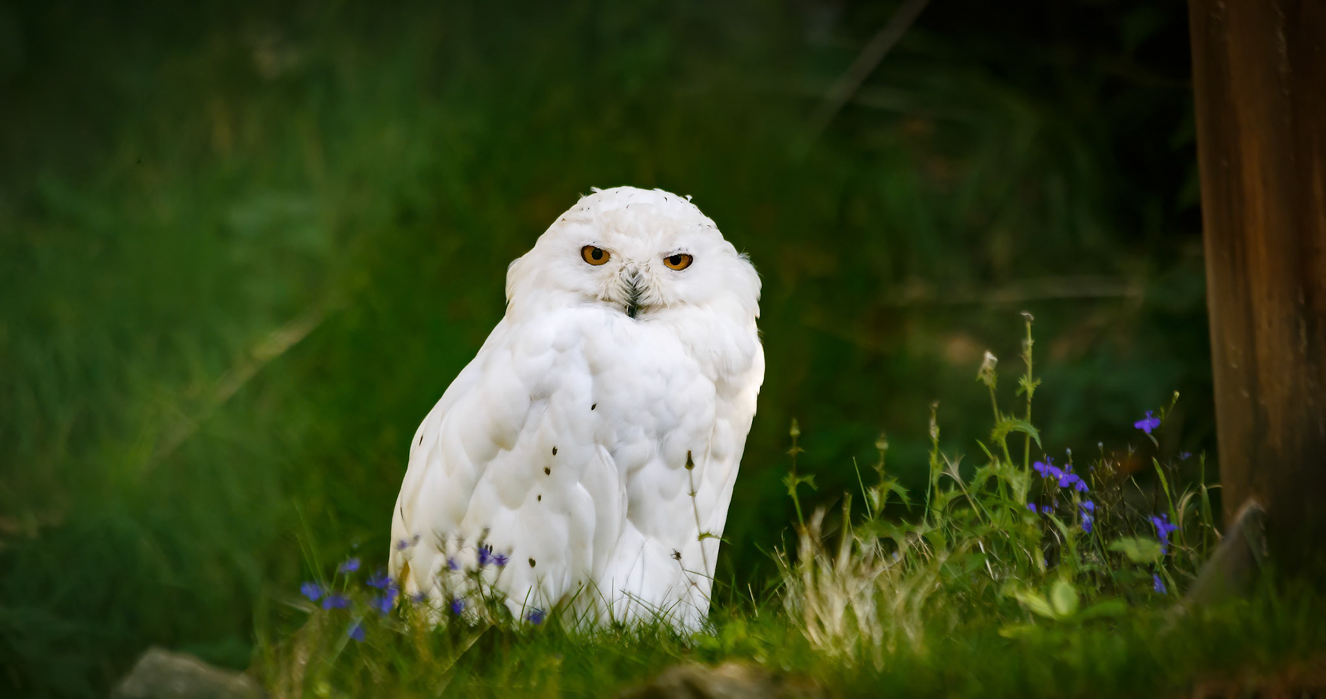 Snowy Owl at the Edinburgh Zoo, Scotland