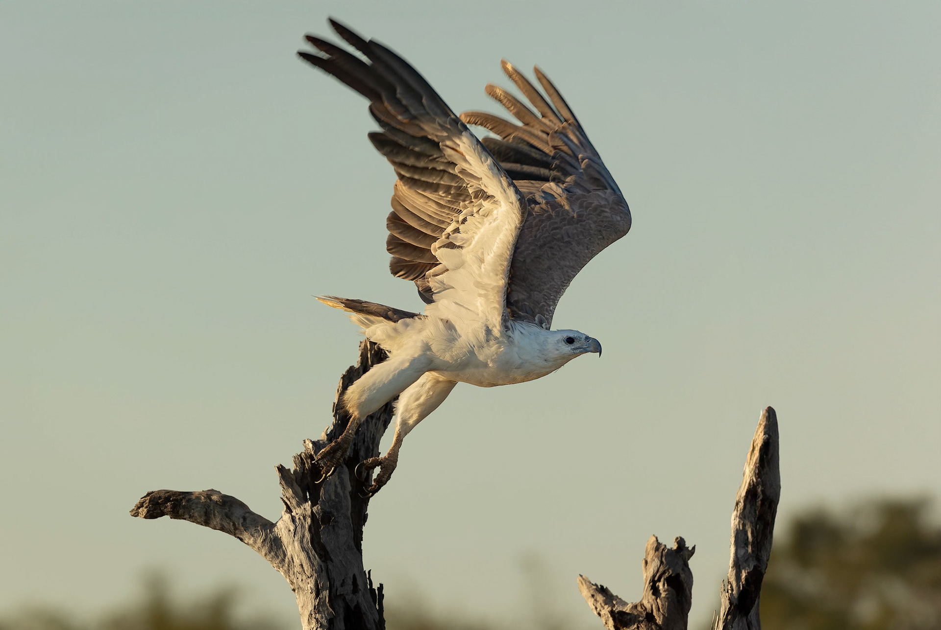 White-bellied Sea Eagle on the hunt over Yellow Water (Ngurrungurrudjba) in Kakadu, Northern Territory, Australia