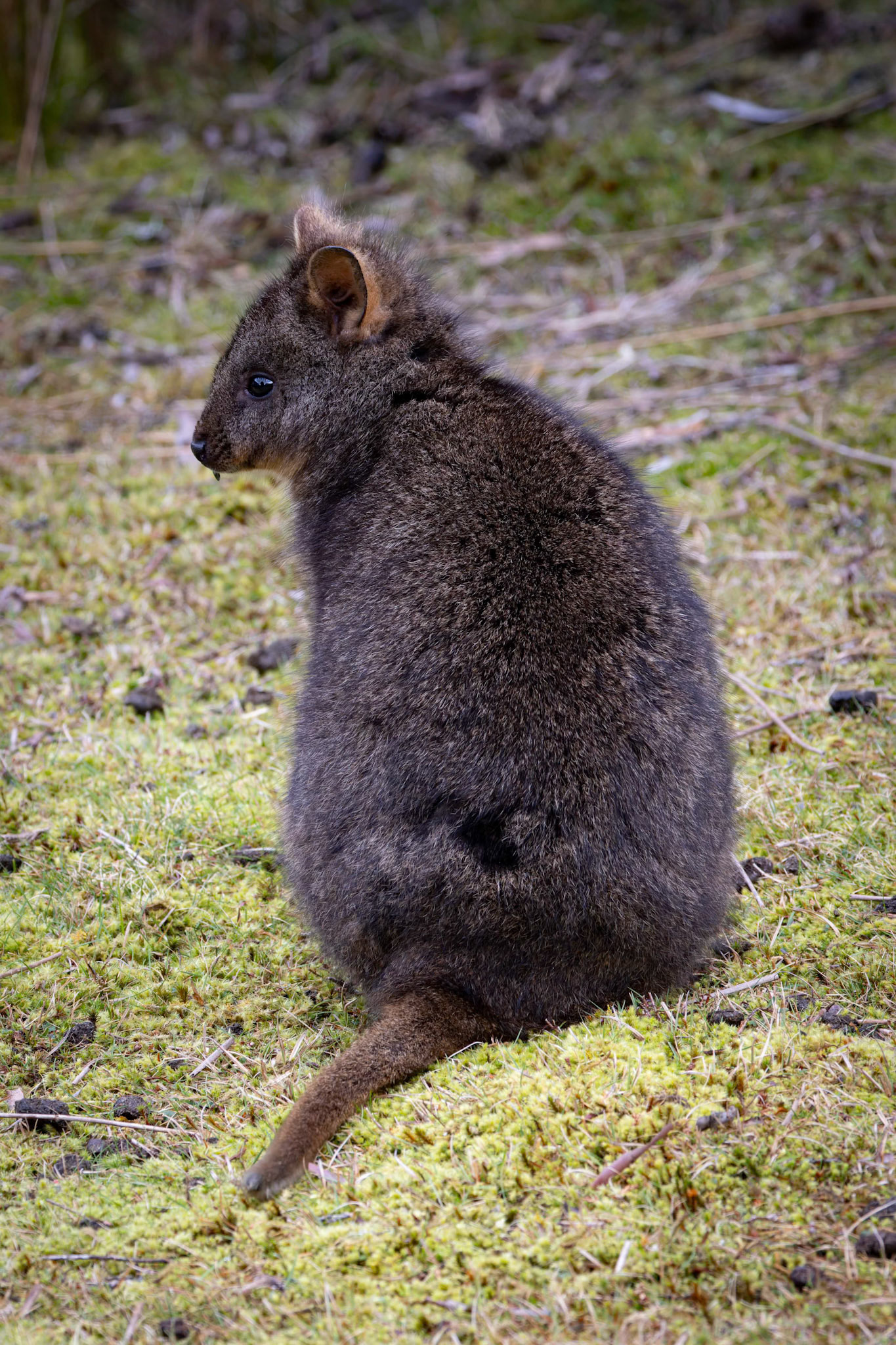 Bennetts Wallaby on the Enchanted Walk at Cradle Mounntain in Tasmania, Australia