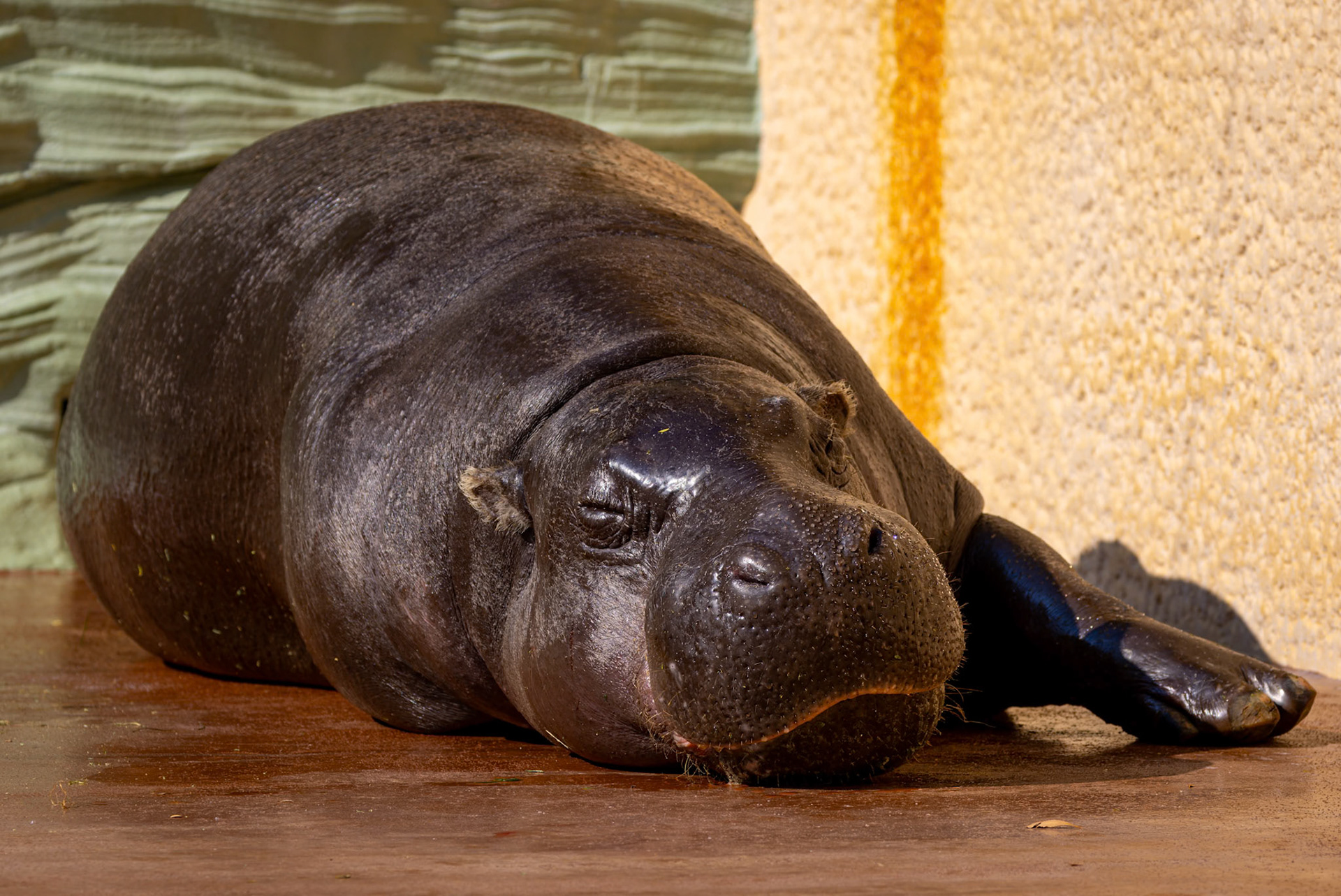 Pygmy Hippopotamus at Ueno Zoological Gardens in Tokyo, Japan