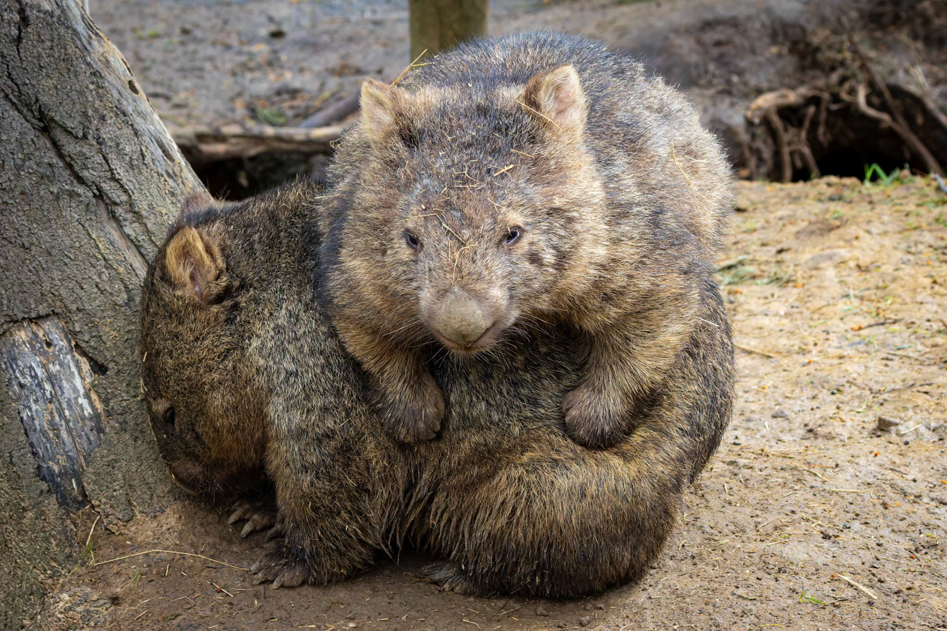 Common Wombat at the Tasmanian Zoo outside of Launceston in Tasmania, Australia