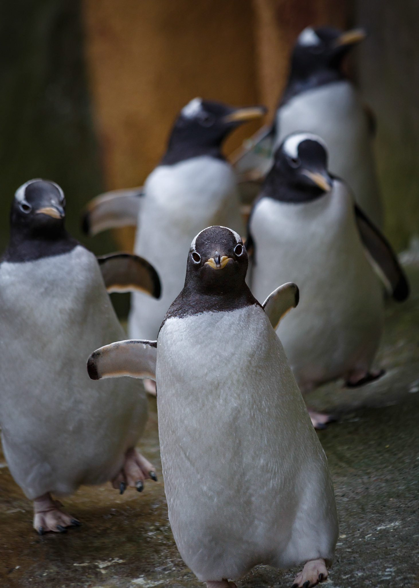 Gentoo Penguins at the Edinburgh Zoo, Scotland