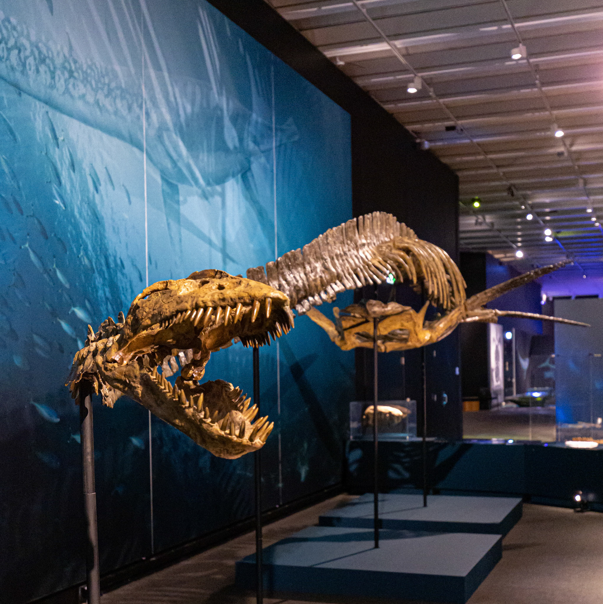 The 'Plesiosaurs' at the Sea Monsters exhibit at the Queensland Museum, Australia