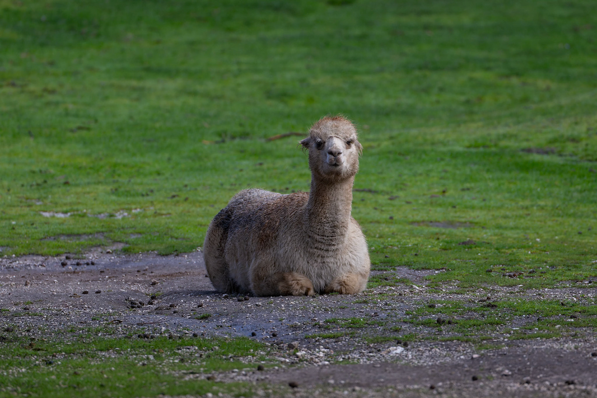 Alpaca at Ballarat Wildlife Park in Ballarat, Victoria, Australia
