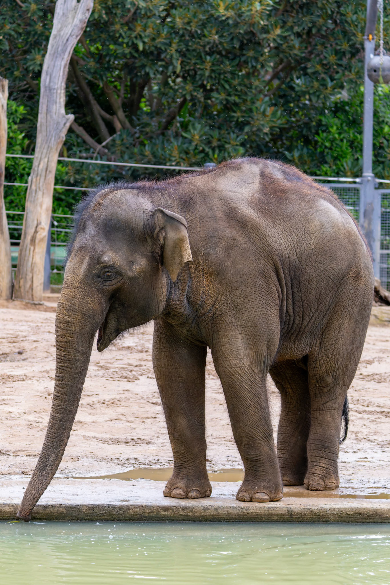 Asian Elephant at the Melbourne Zoo in Melbourne, Australia