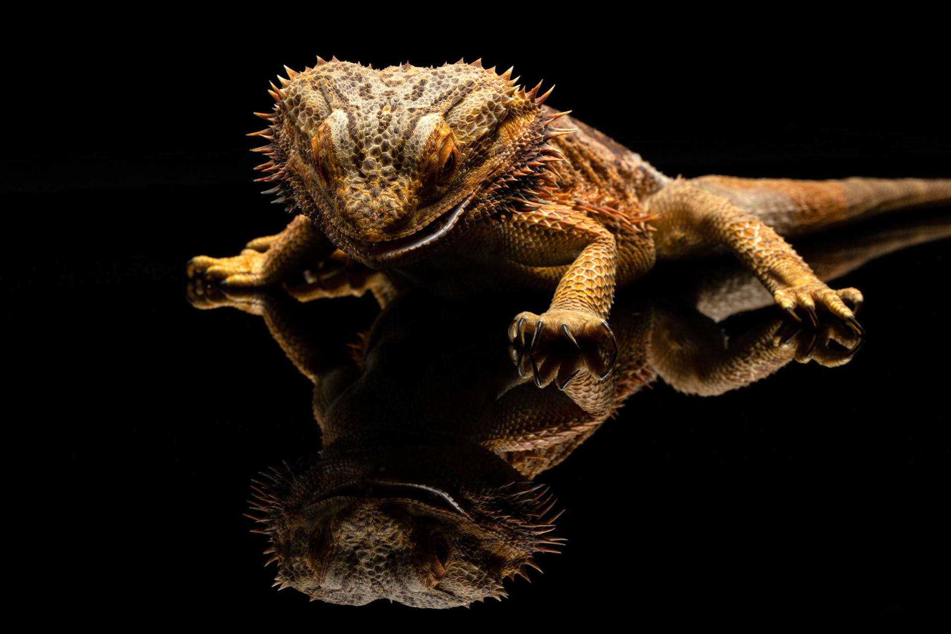Blade the Bearded Dragon at the Canon Collective, Studio Wildlife Portraits &amp; Macro Photography