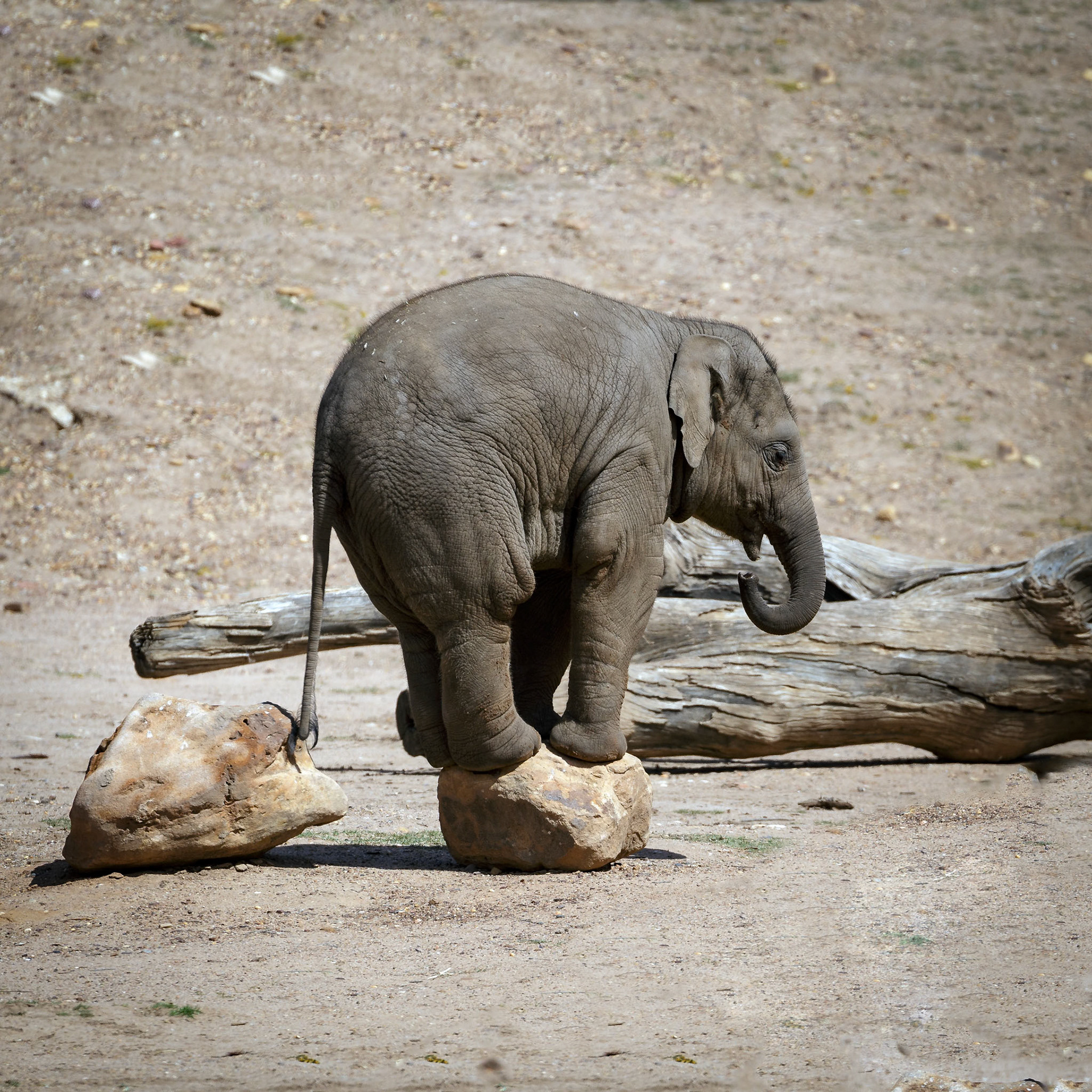 Baby Asian Elephant at Dubbo Zoo in Dubbo, Australia