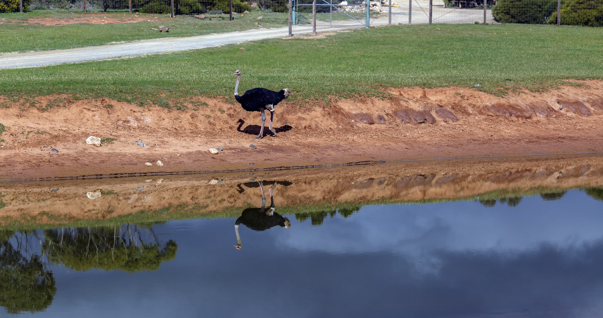Reflection of an Ostrich at the Monarto Zoo, South Australia, Australia