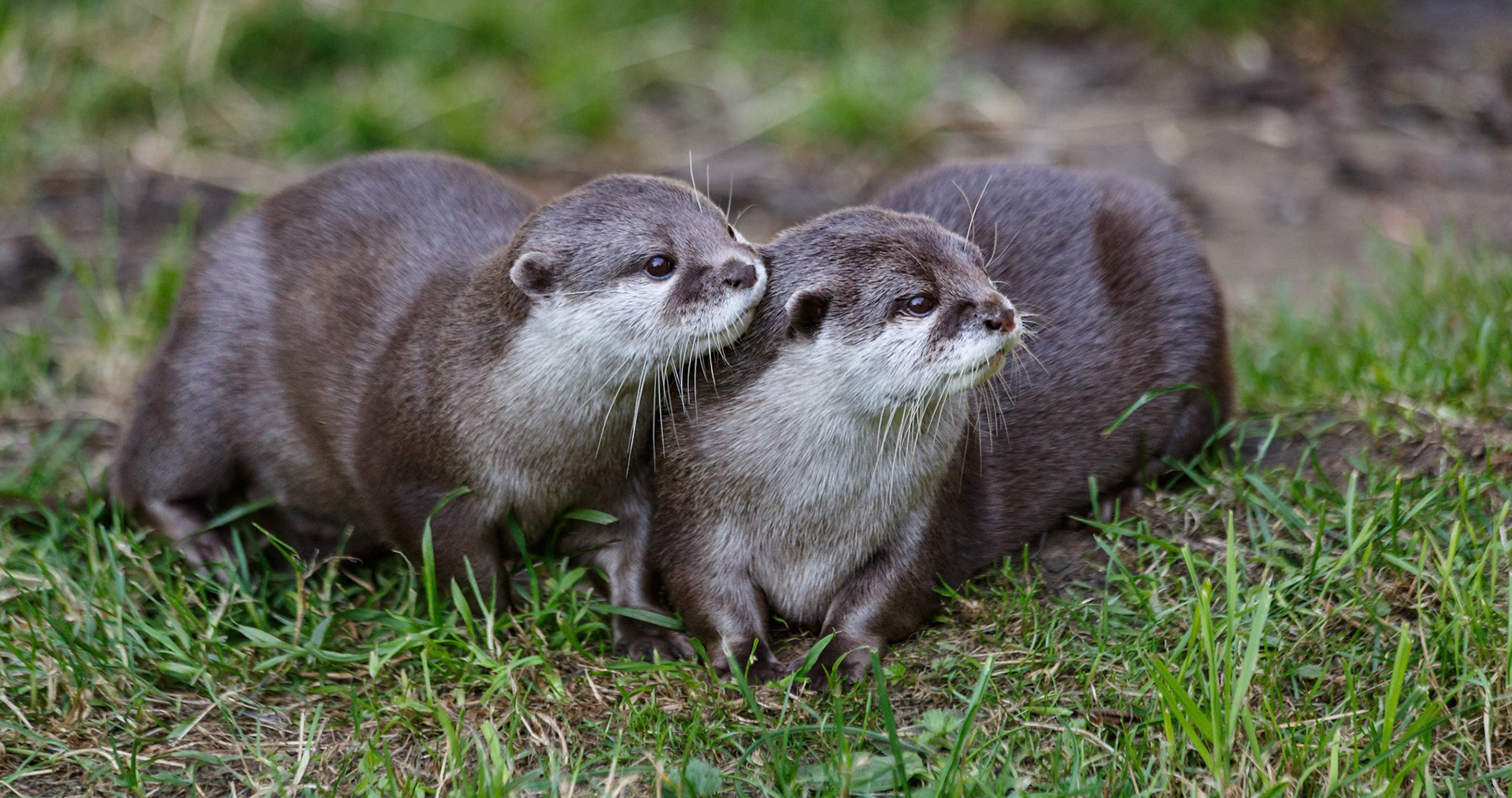 Asiatic Short-Clawed Otter at the Edinburgh Zoo, Scotland